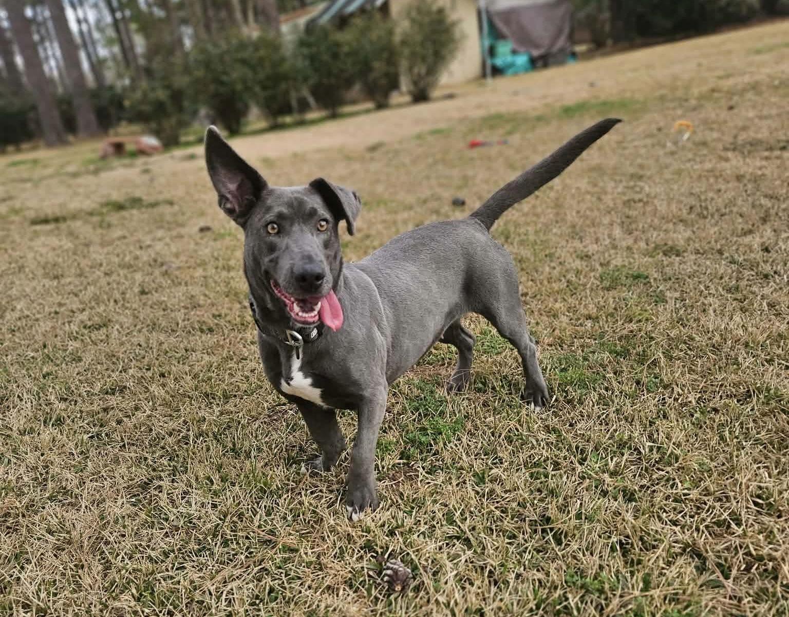 Enlarge Luna Moon, a Adoptable mixed breed in Wakefield, RI image 1/3