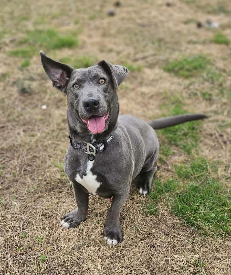 Enlarge Luna Moon, a Adoptable mixed breed in Wakefield, RI image 3/3