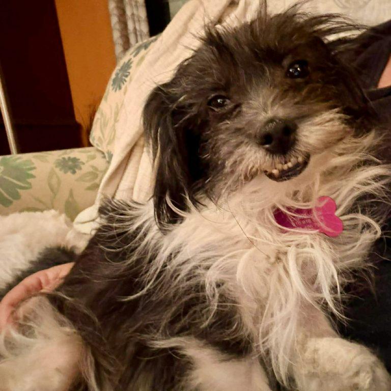 Enlarge Bella Bee, a Adoptable Terrier in Raleigh, NC image 1/3