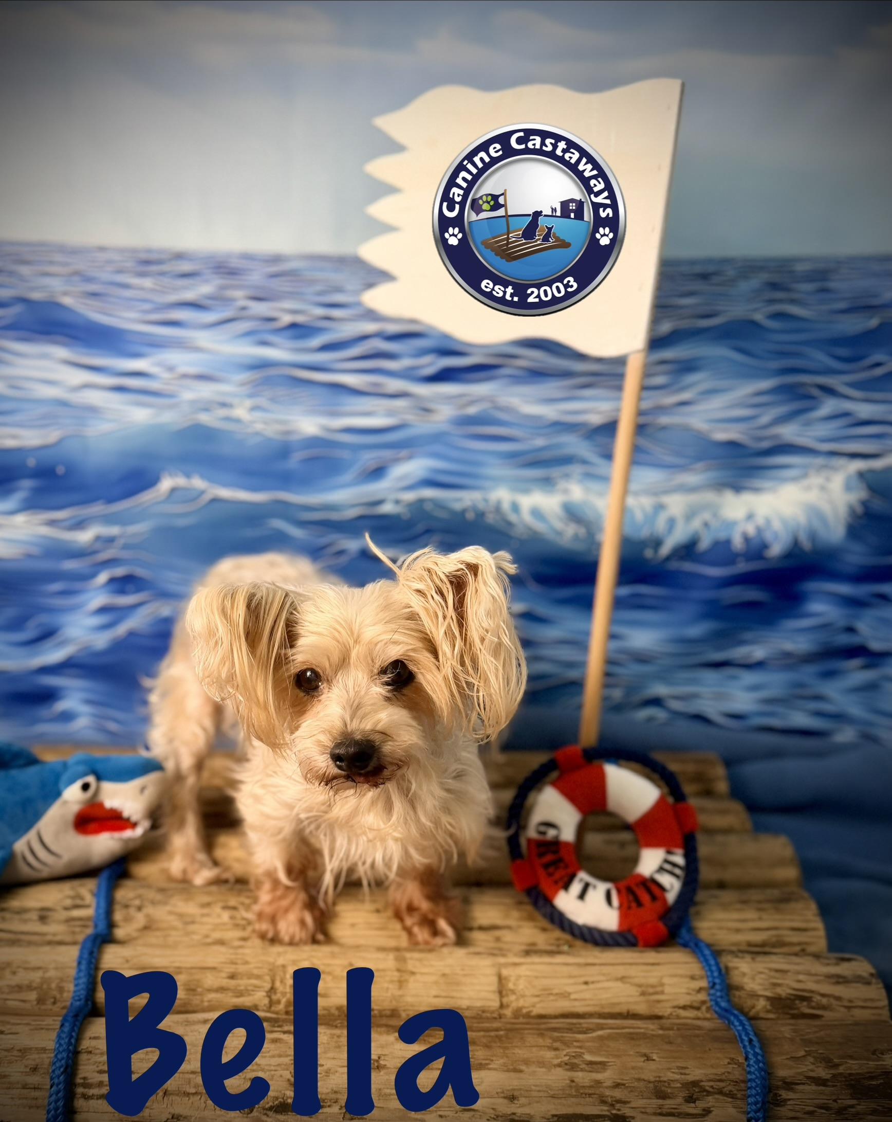 Enlarge Bella, a Adoptable Yorkshire Terrier in Arcadia, FL image 3/6