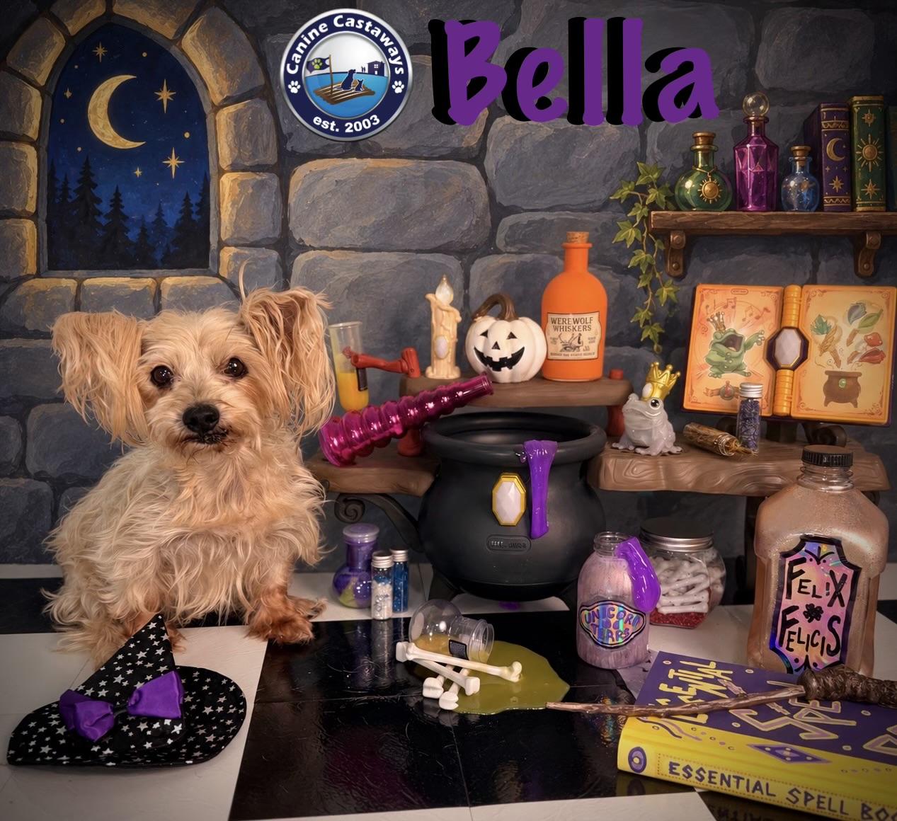 Enlarge Bella, a Adoptable Yorkshire Terrier in Arcadia, FL image 2/6