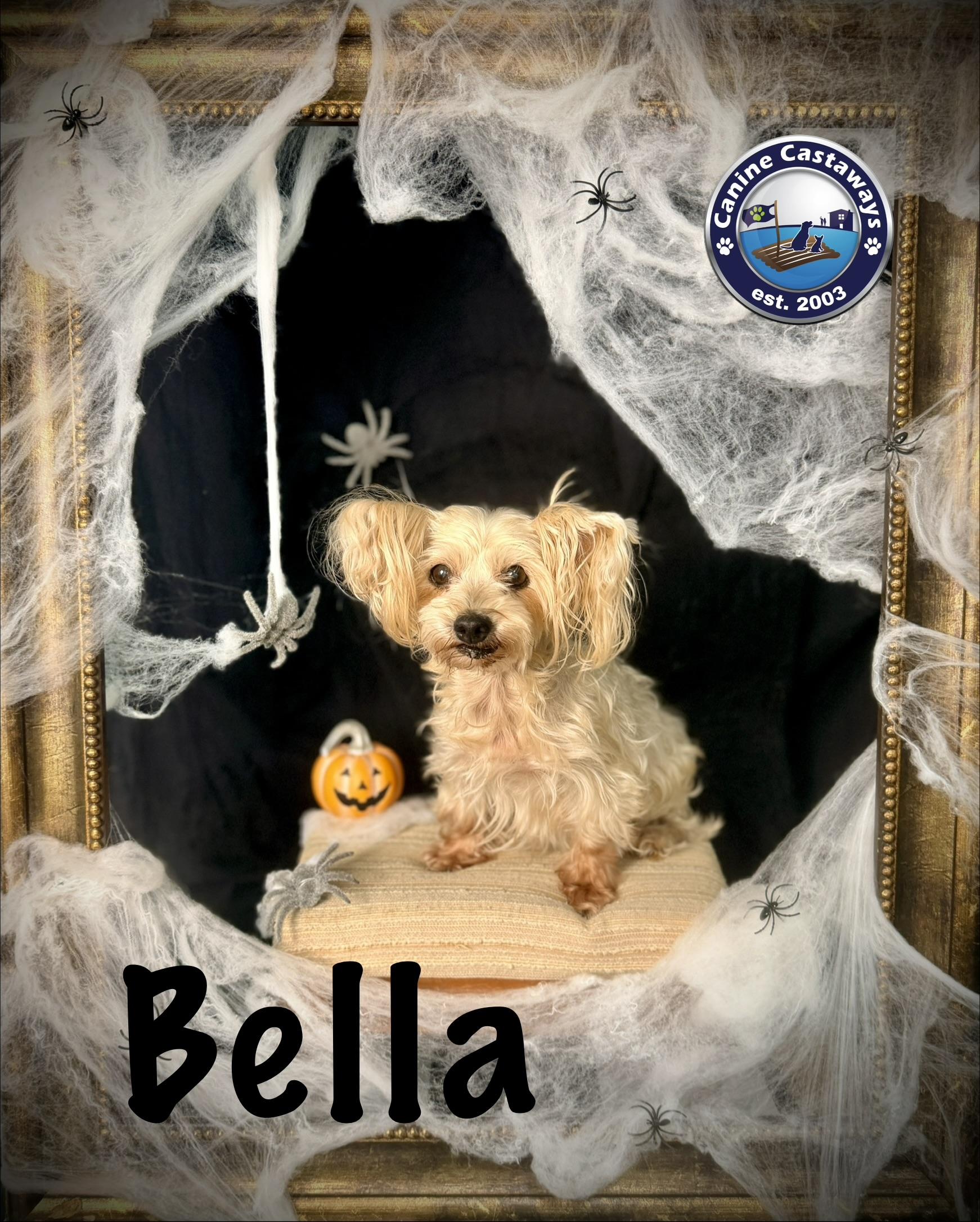 Bella, Adoptable, Senior Female Yorkshire Terrier.