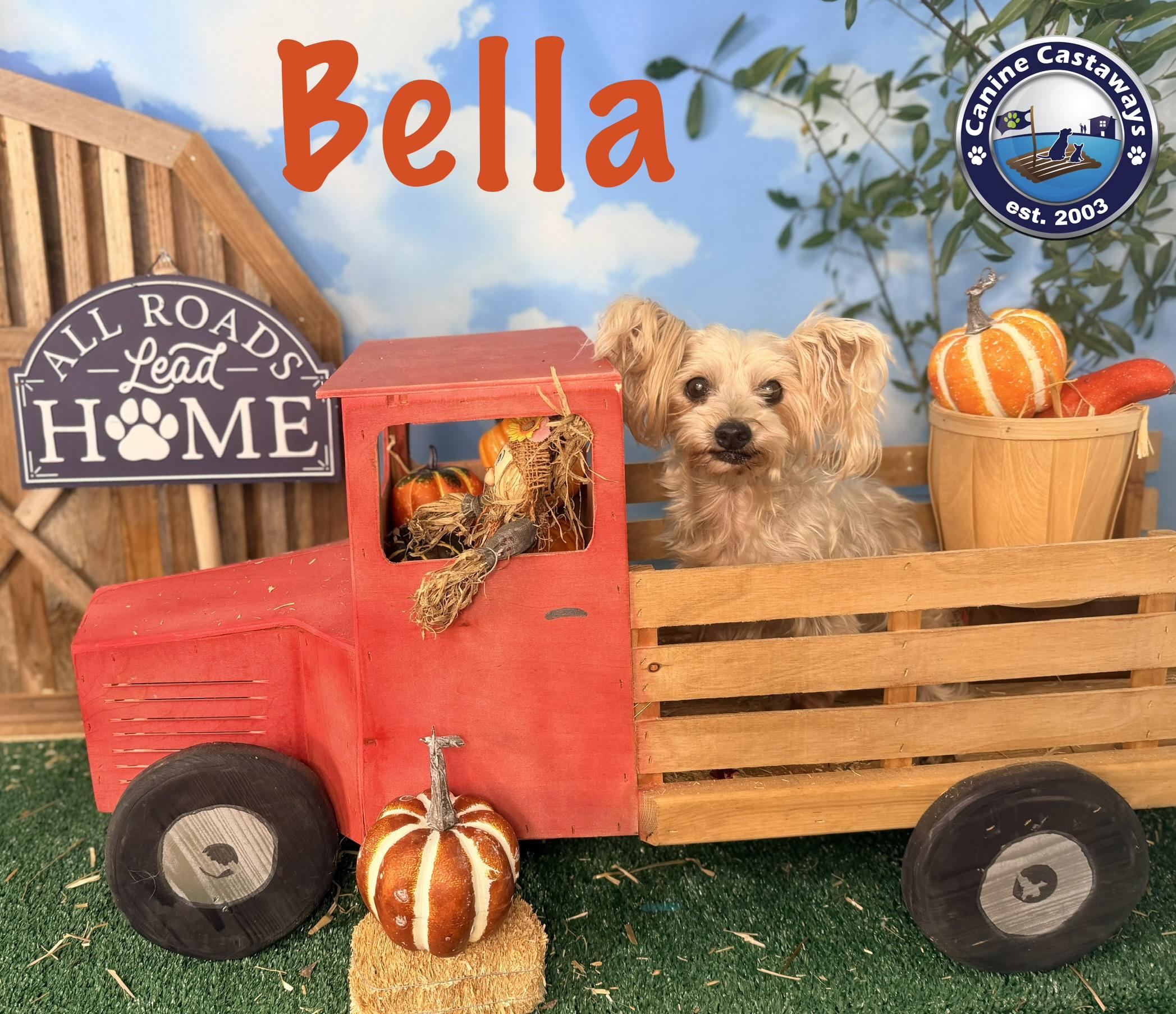 Enlarge Bella, a Adoptable Yorkshire Terrier in Arcadia, FL image 4/6