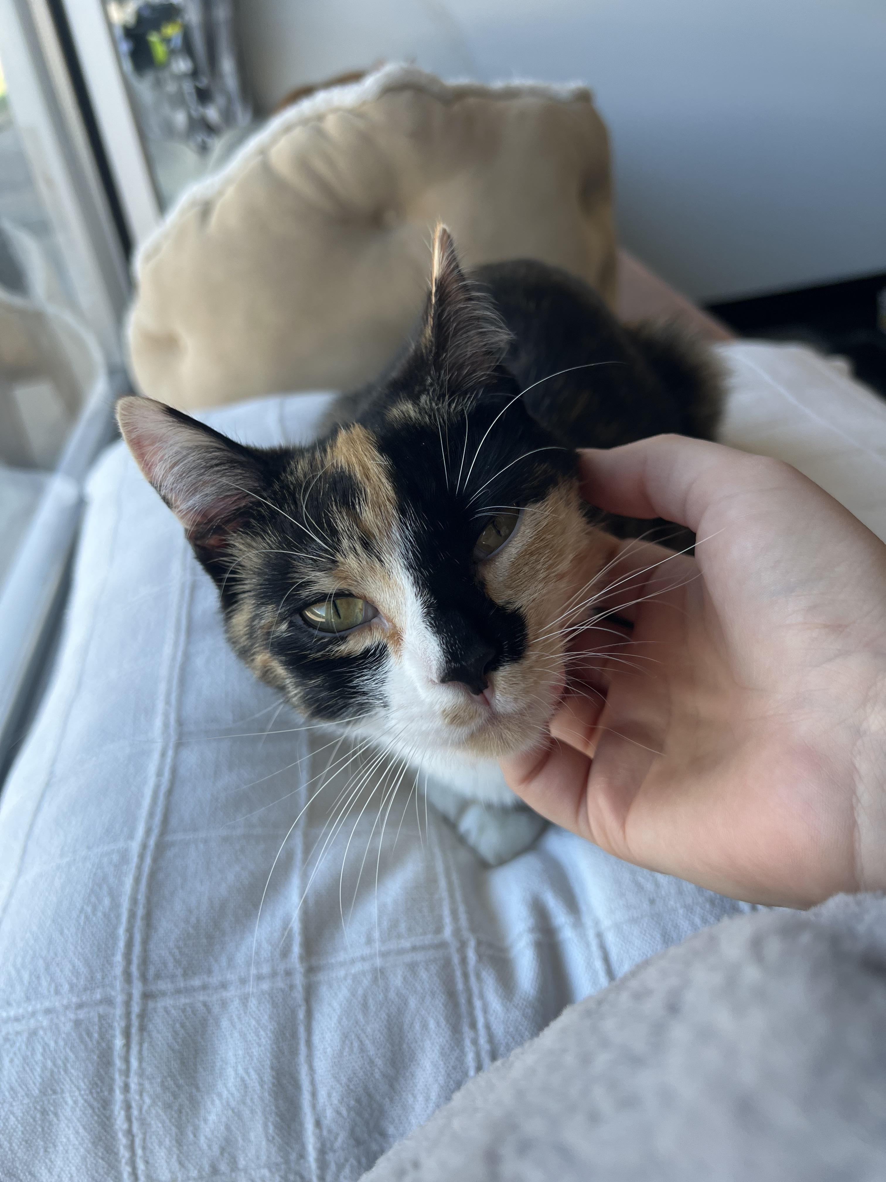 Emmy, a Adoptable Domestic Short Hair in Burlington, VT image 1/6