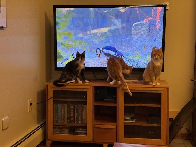 Emmy, Adoptable, Young Female Domestic Short Hair.