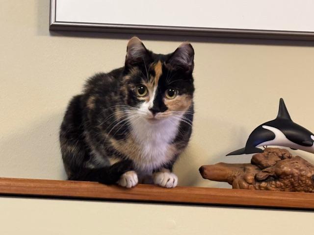 Enlarge Emmy, a Adoptable Domestic Short Hair in Burlington, VT image 3/6