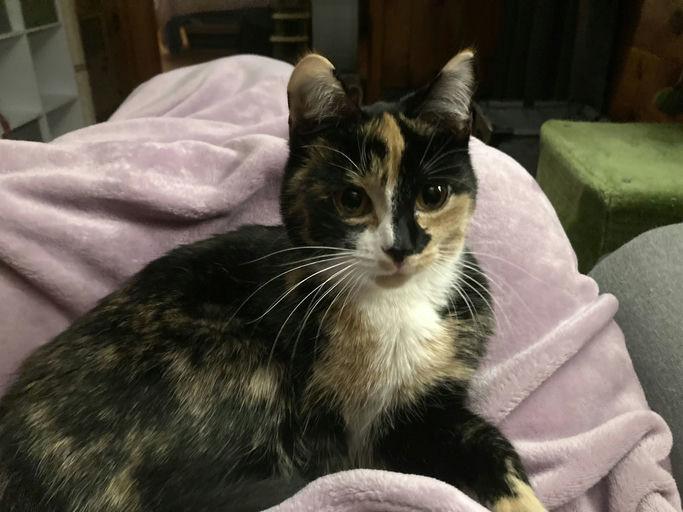 Enlarge Emmy, a Adoptable Domestic Short Hair in Burlington, VT image 4/6