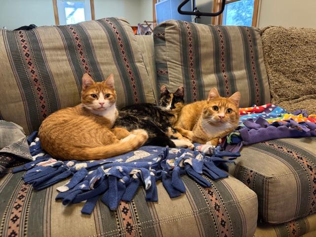 Enlarge Emmy, a Adoptable Domestic Short Hair in Burlington, VT image 5/6