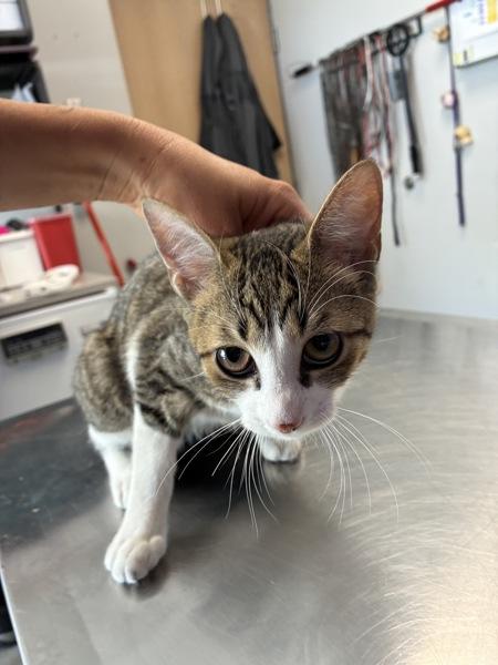 *Buckle*, Adoptable, Young Male Domestic Short Hair.