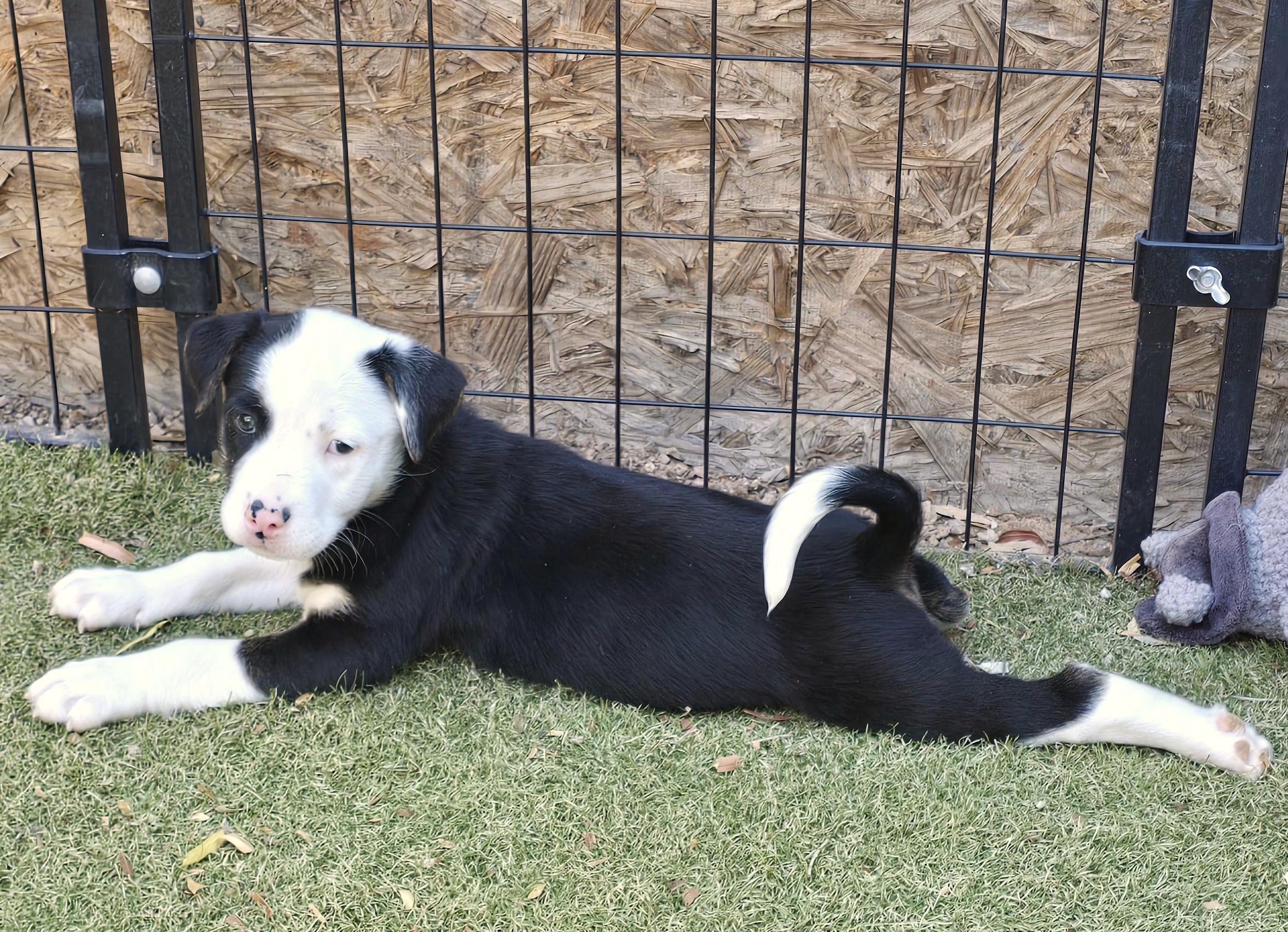 Enlarge Fiordland, a ADOPTABLE mixed breed in Apache Junction, AZ image 2/5