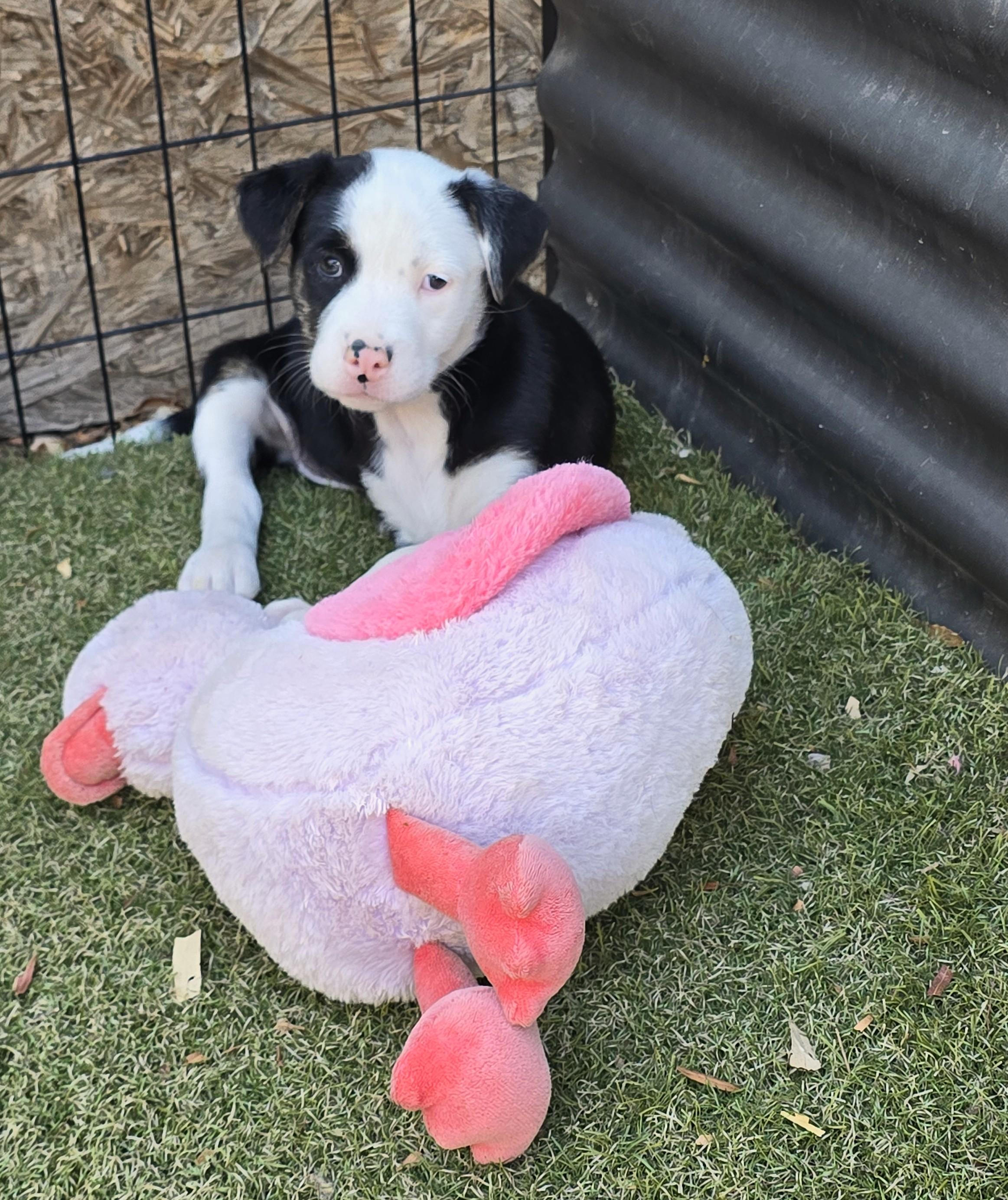 Enlarge Fiordland, a ADOPTABLE mixed breed in Apache Junction, AZ image 3/5