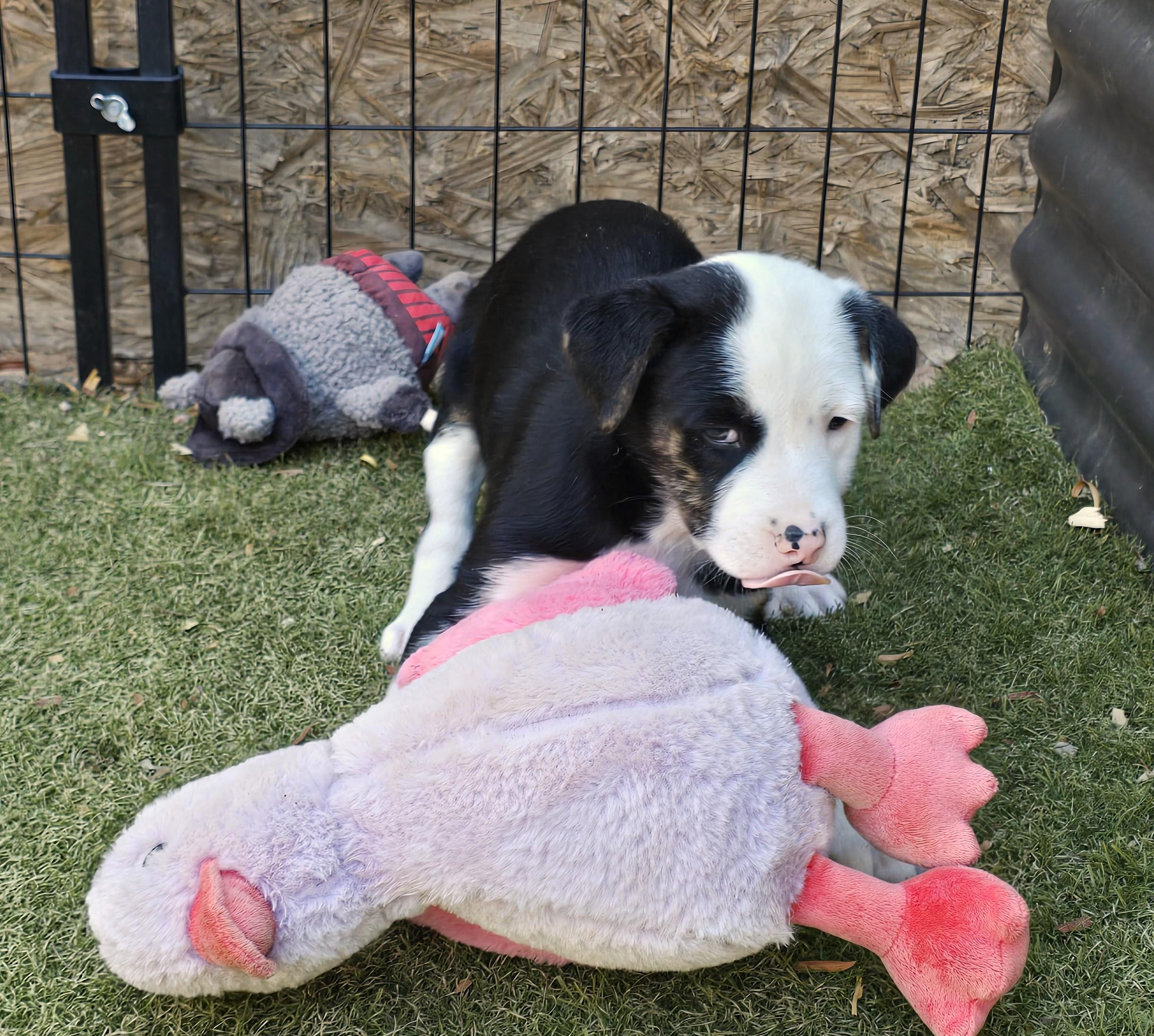 Enlarge Fiordland, a ADOPTABLE mixed breed in Apache Junction, AZ image 5/5