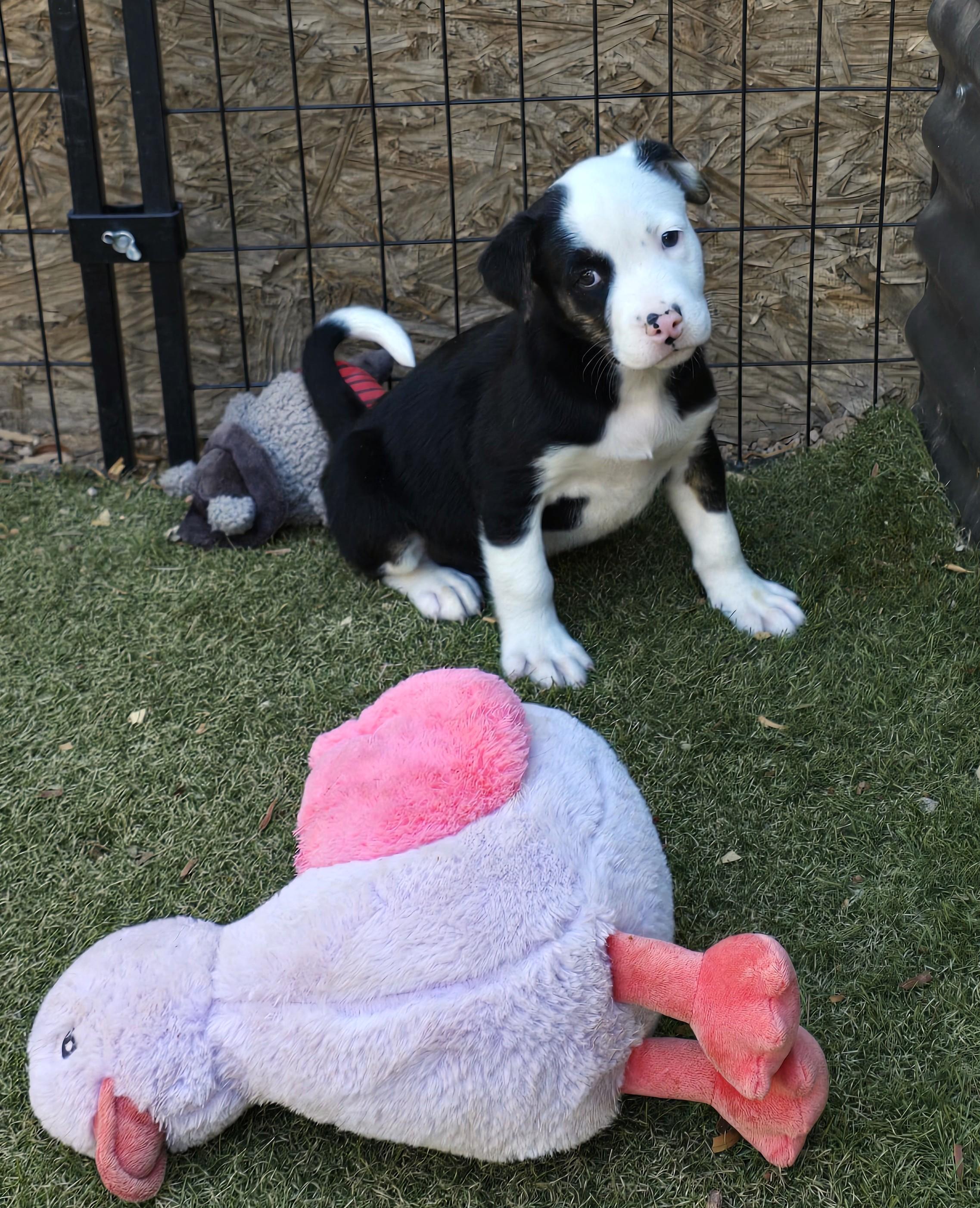 Fiordland, ADOPTABLE, Puppy Female Border Collie & Labrador Retriever.
