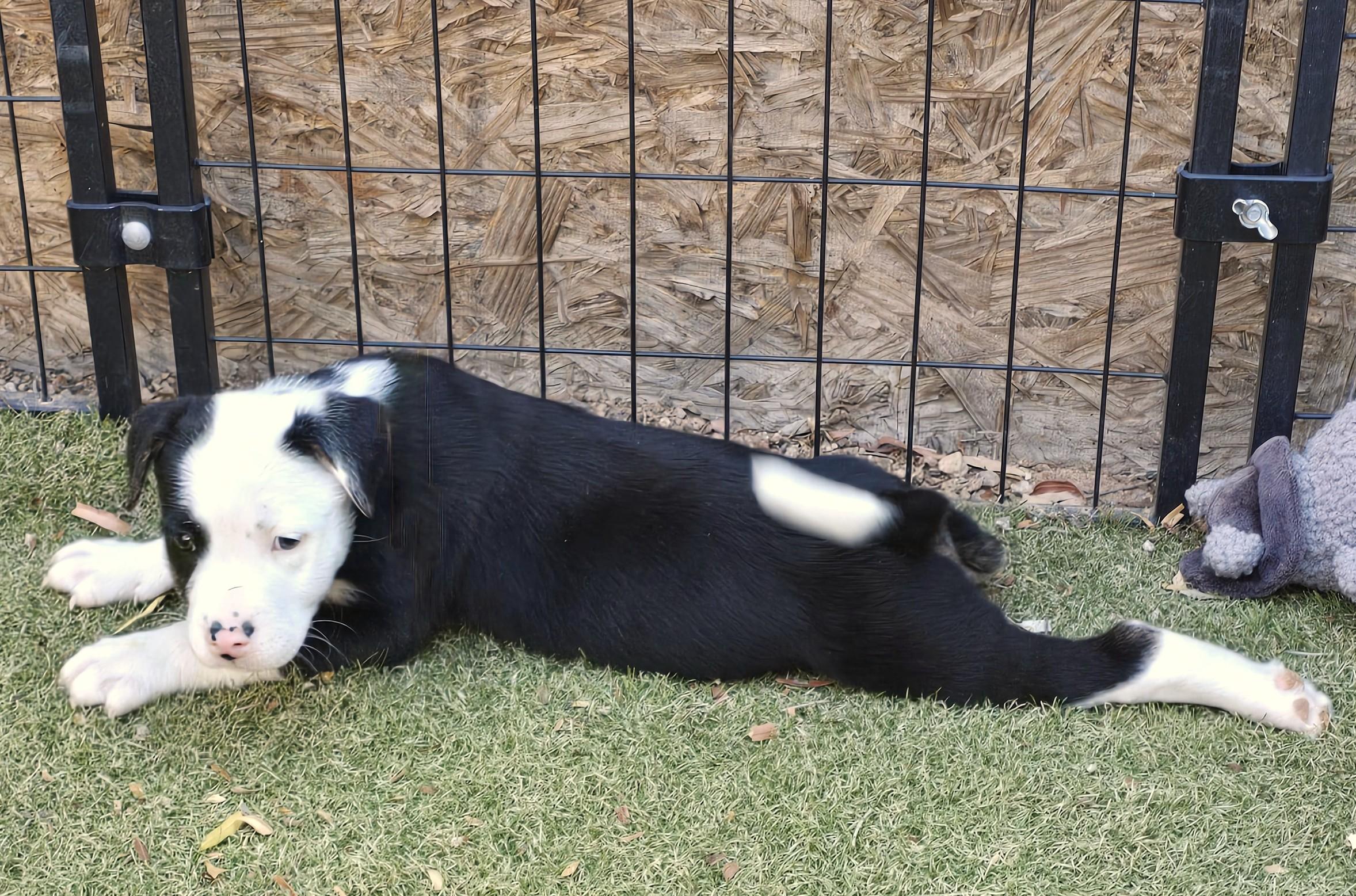 Enlarge Fiordland, a ADOPTABLE mixed breed in Apache Junction, AZ image 4/5