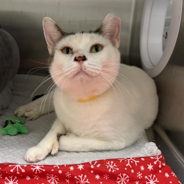 TURDUCKEN, Adoptable, Young Female Domestic Short Hair.