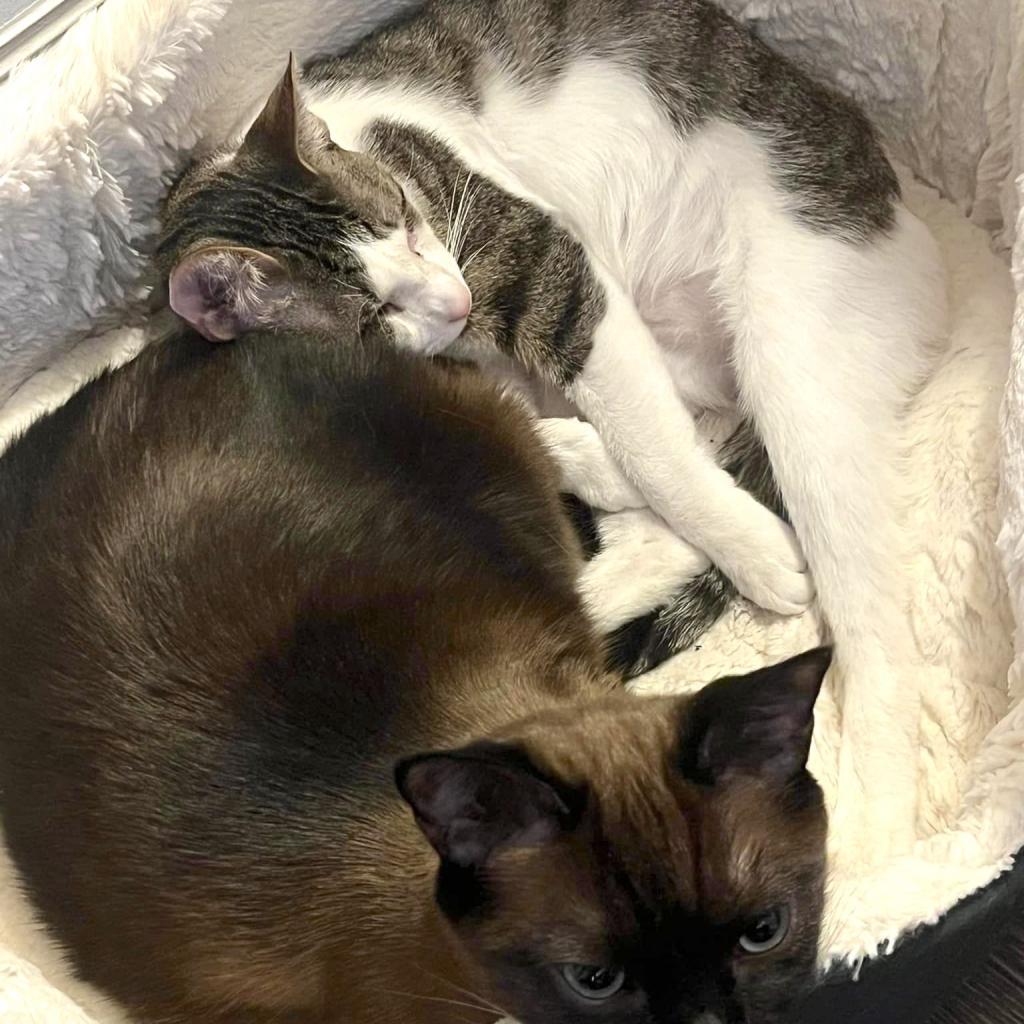 Ziggy, Adoptable, Adult Male Domestic Short Hair.