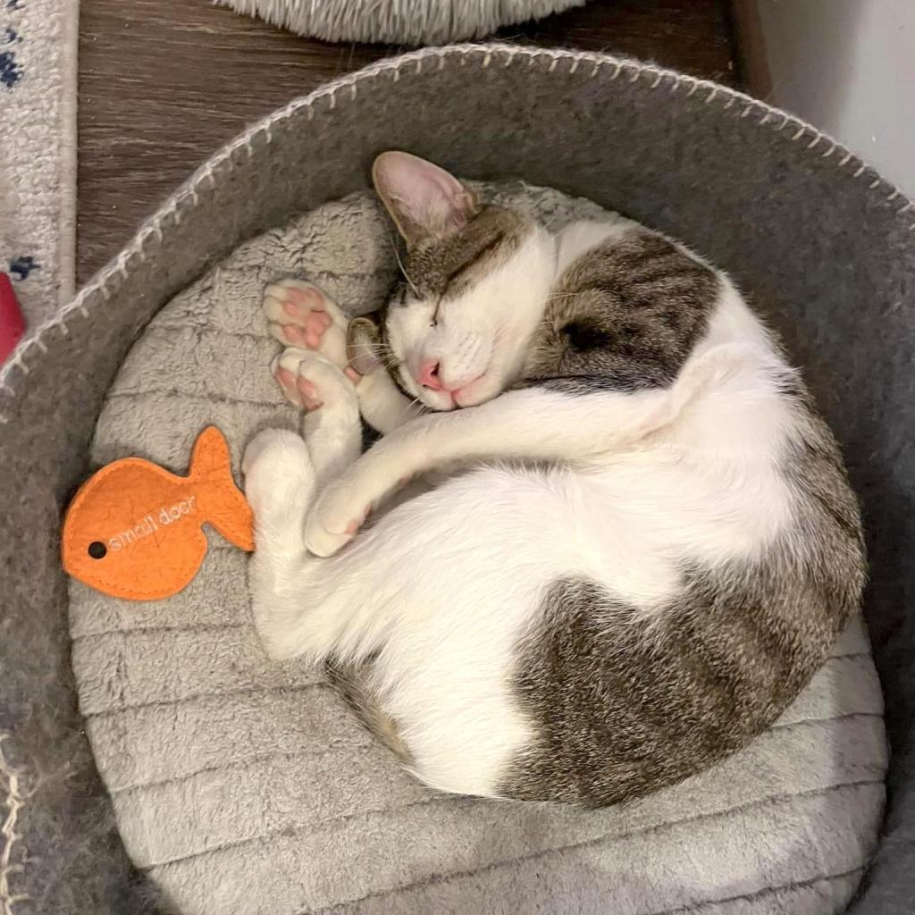 Enlarge Ziggy, a Adoptable Domestic Short Hair in Washington, DC image 2/6