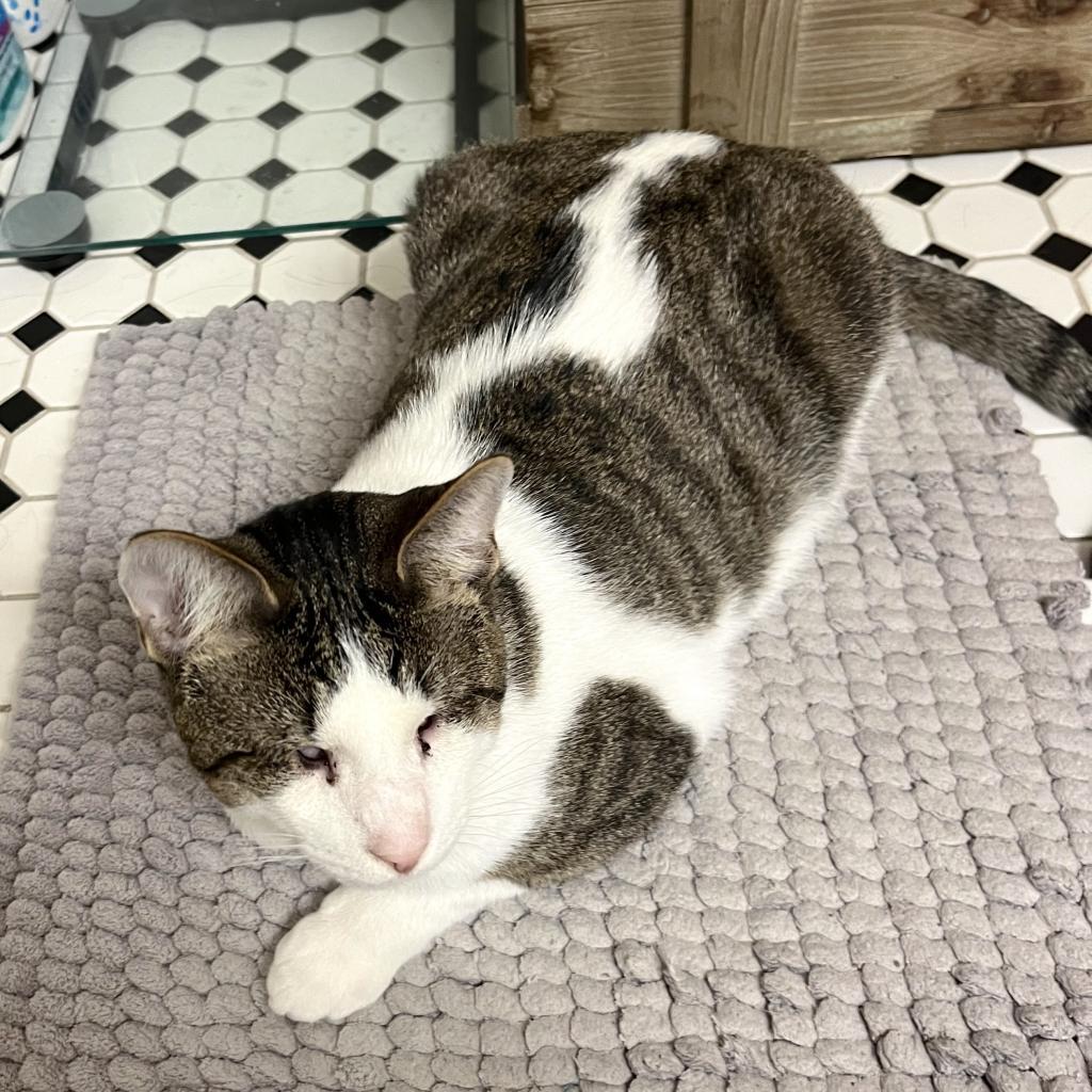 Enlarge Ziggy, a Adoptable Domestic Short Hair in Washington, DC image 3/6