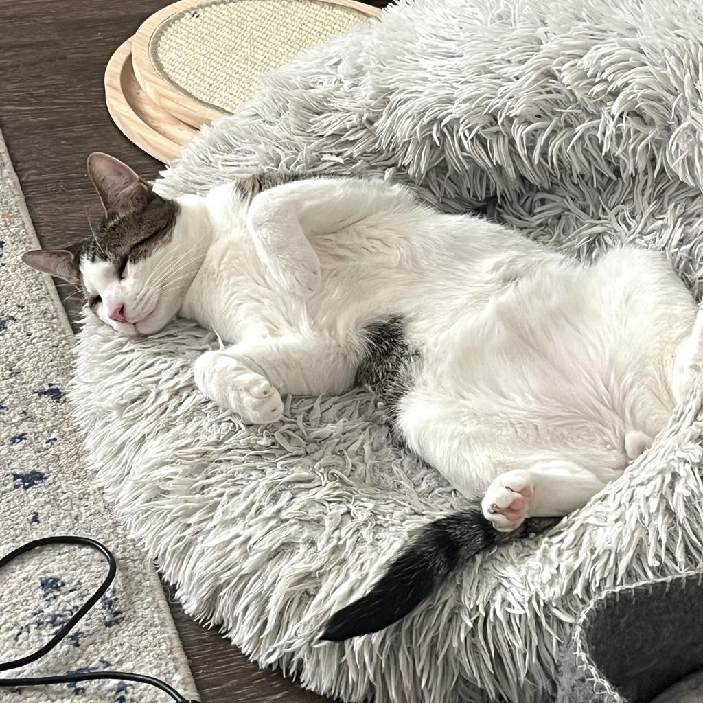 Enlarge Ziggy, a Adoptable Domestic Short Hair in Washington, DC image 4/6