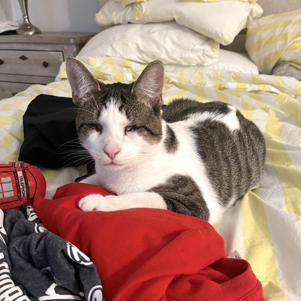 Enlarge Ziggy, a Adoptable Domestic Short Hair in Washington, DC image 5/6