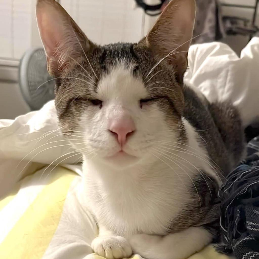 Enlarge Ziggy, a Adoptable Domestic Short Hair in Washington, DC image 6/6