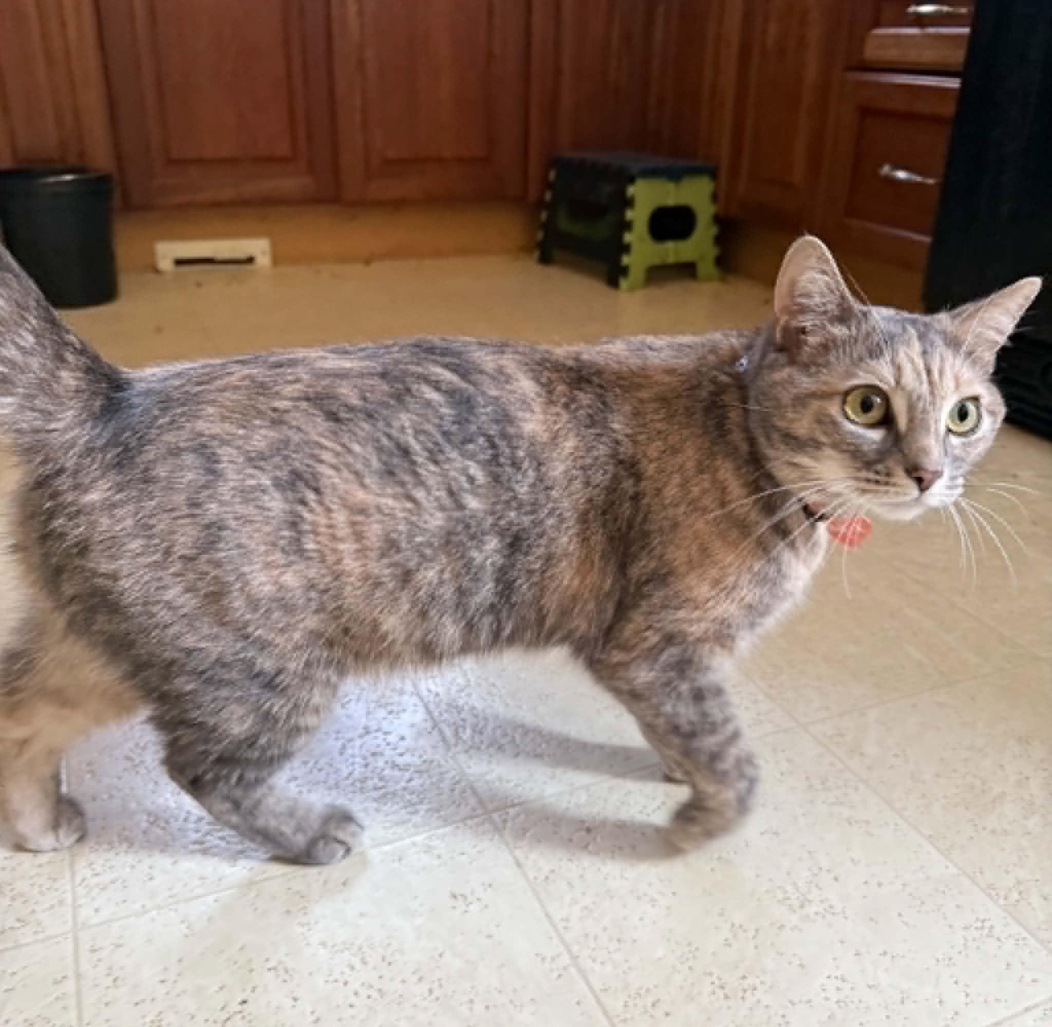 Mink, adopted, Young Female Domestic Short Hair.