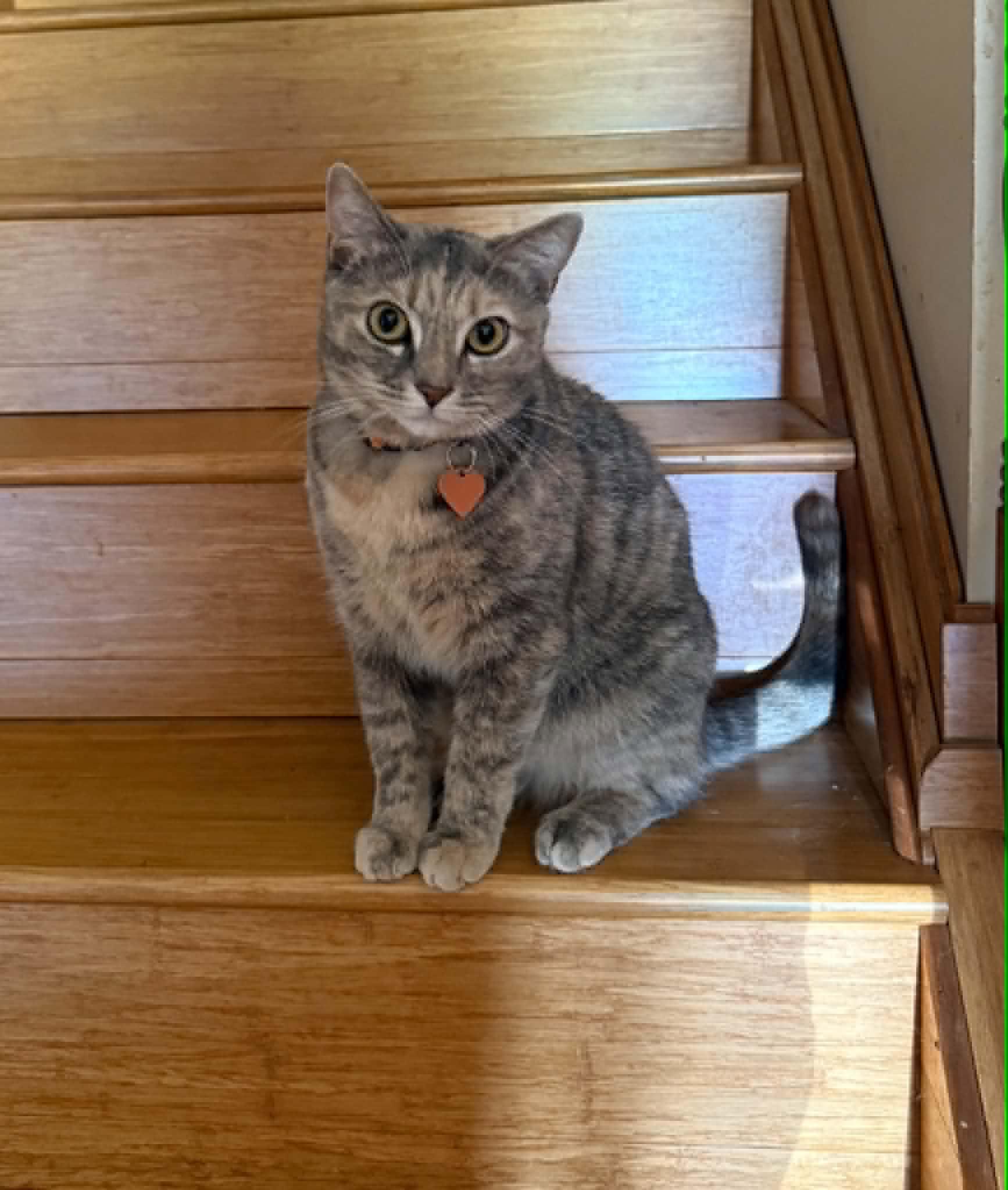 Enlarge Mink, an adopted Domestic Short Hair in Spencerville, ON image 2/4