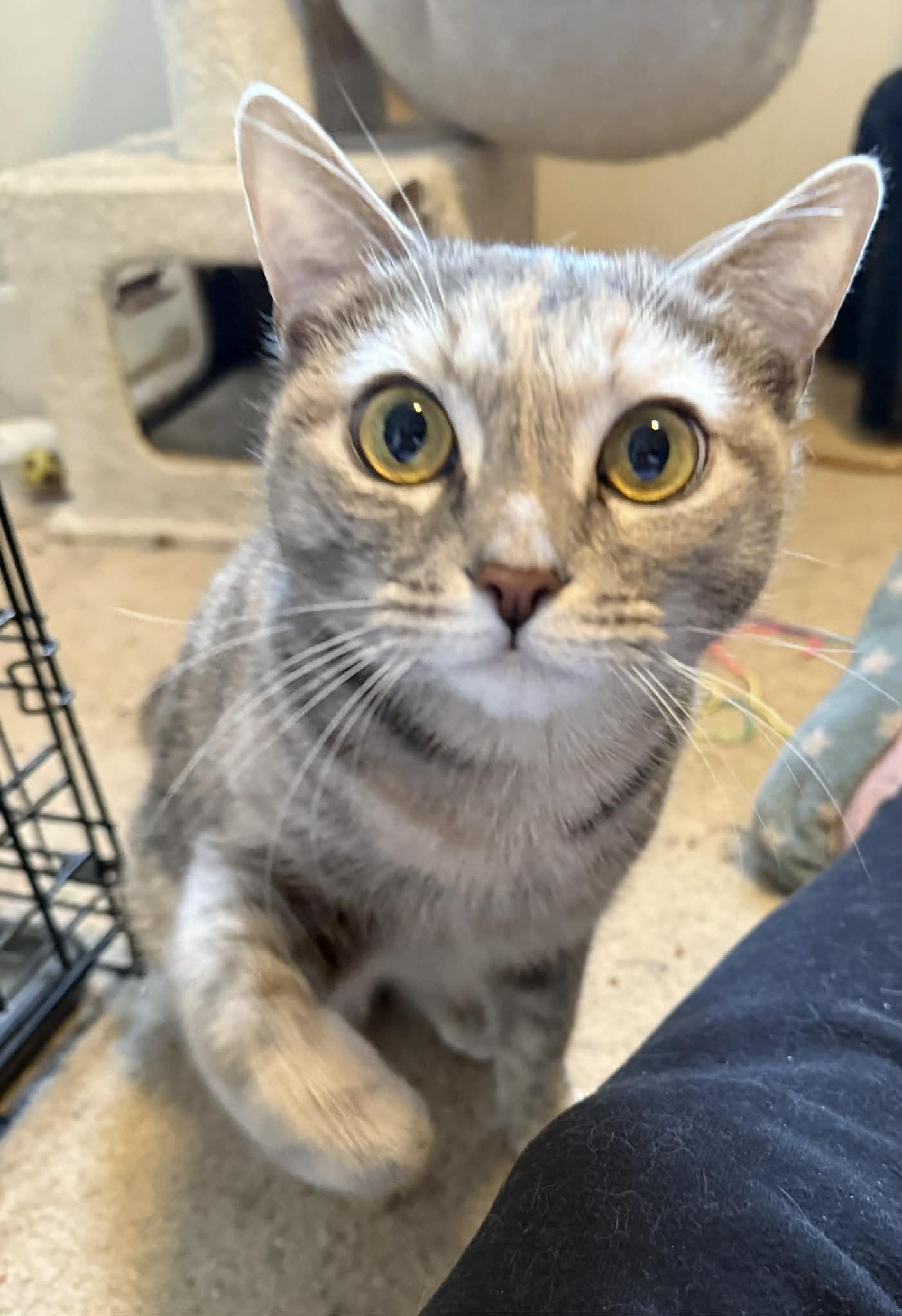Enlarge Mink, an adopted Domestic Short Hair in Spencerville, ON image 3/4