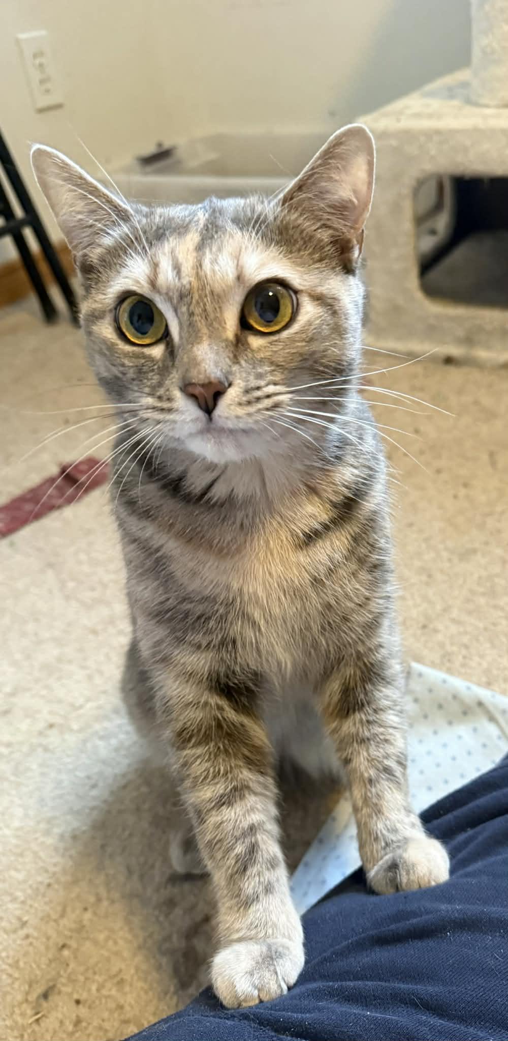 Enlarge Mink, an adopted Domestic Short Hair in Spencerville, ON image 4/4