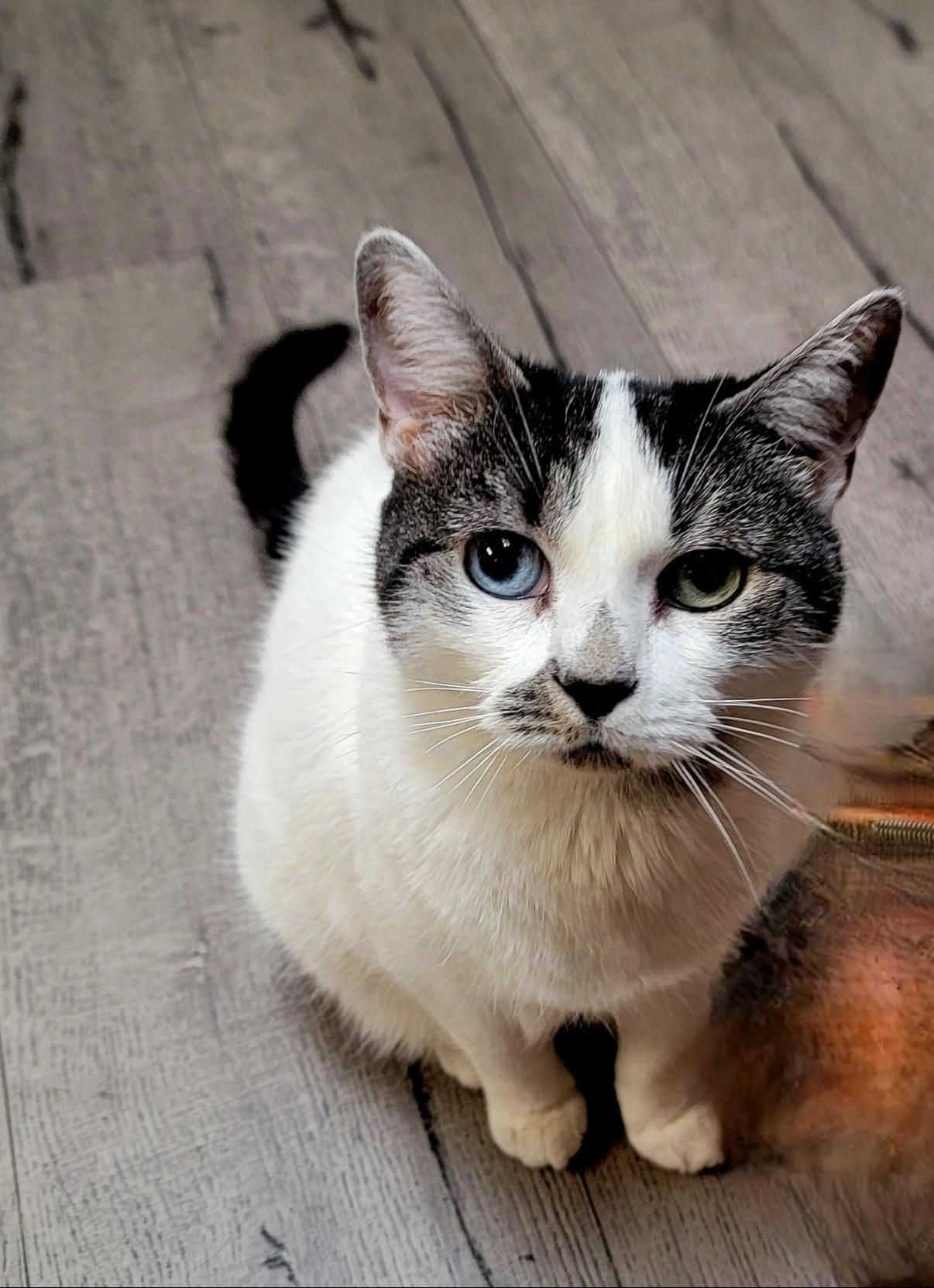 Chatelly and Vixen 1