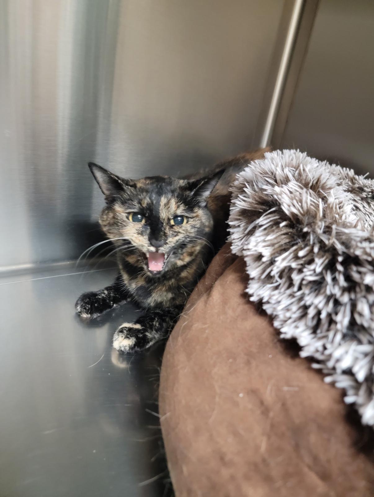 Chatelly and Vixen 2