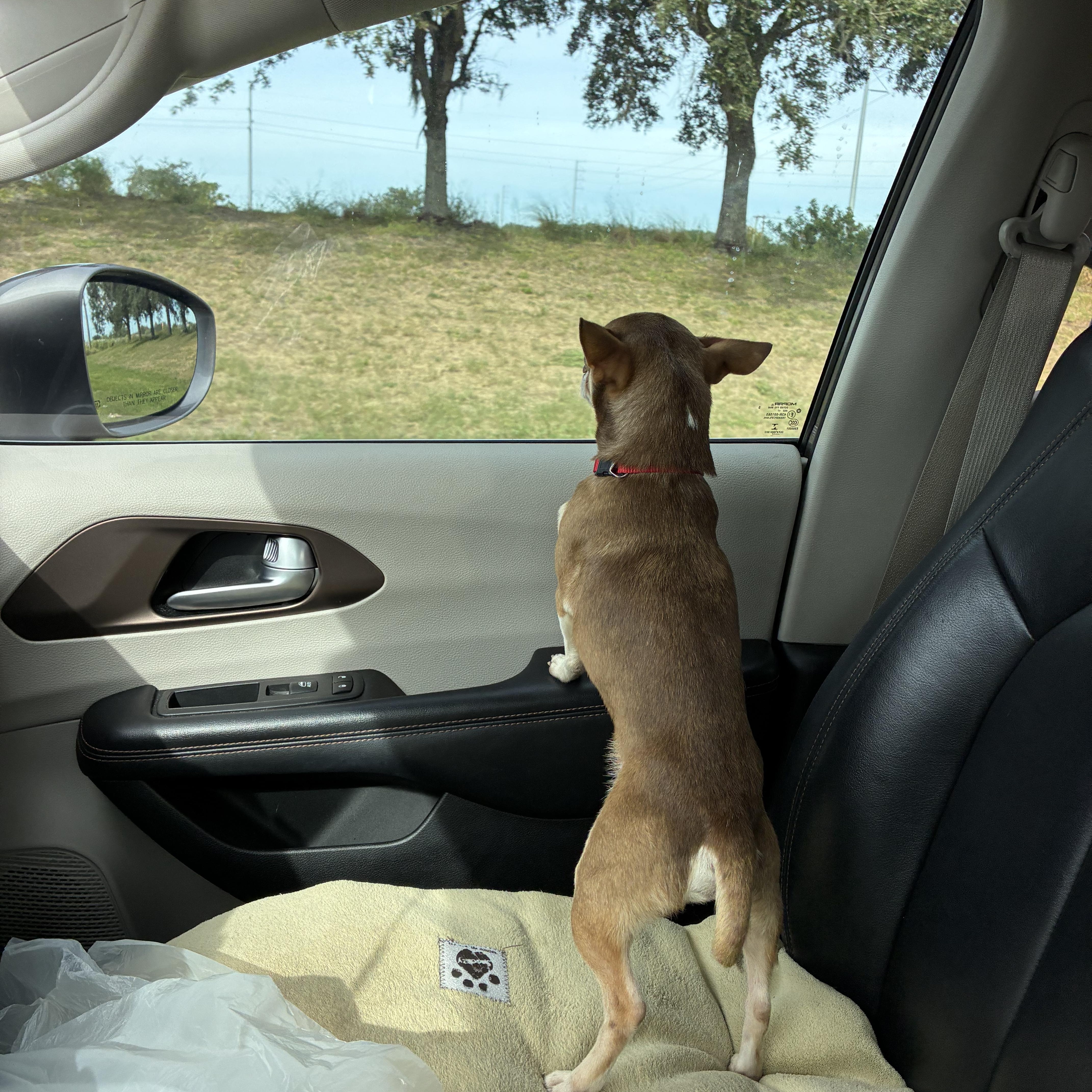 Enlarge Rusty, a Adopted Chihuahua in Haines city, FL image 2/5