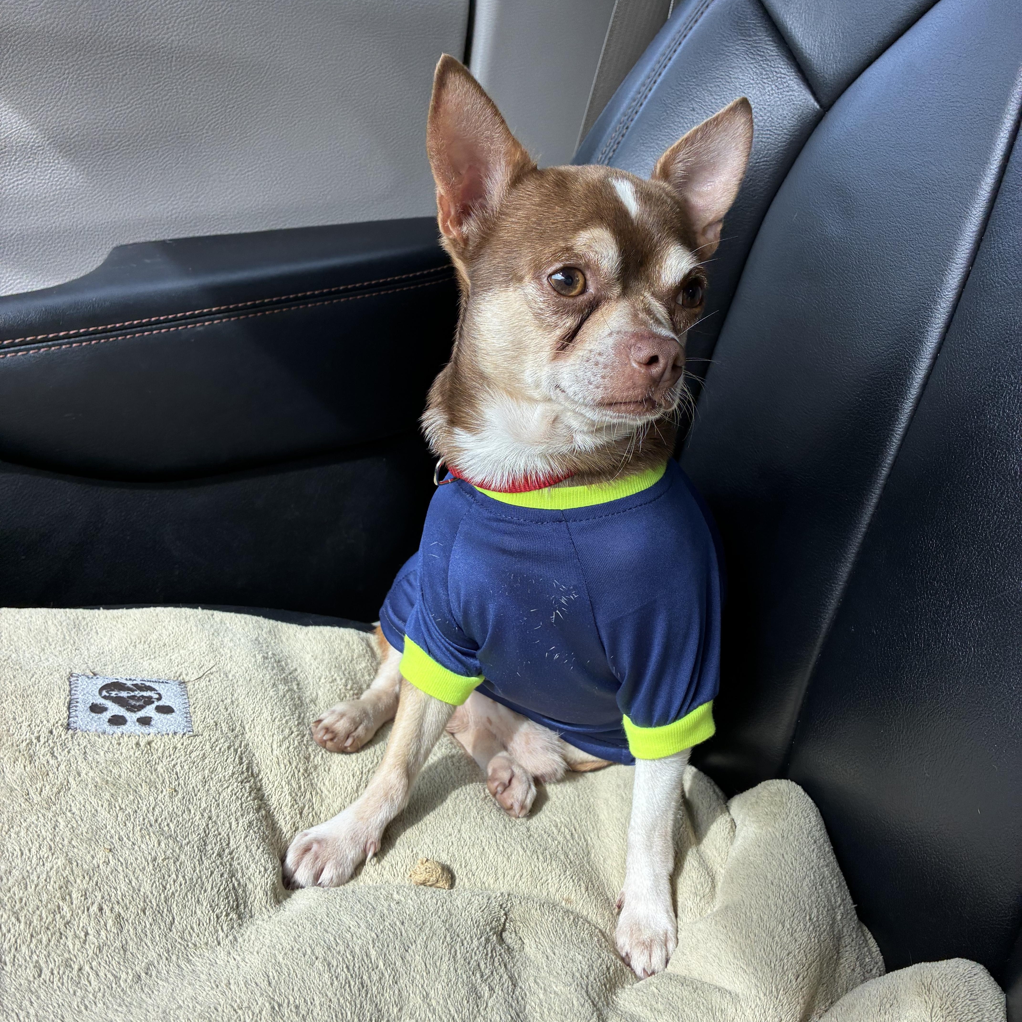 Rusty, Adopted, Adult Male Chihuahua.