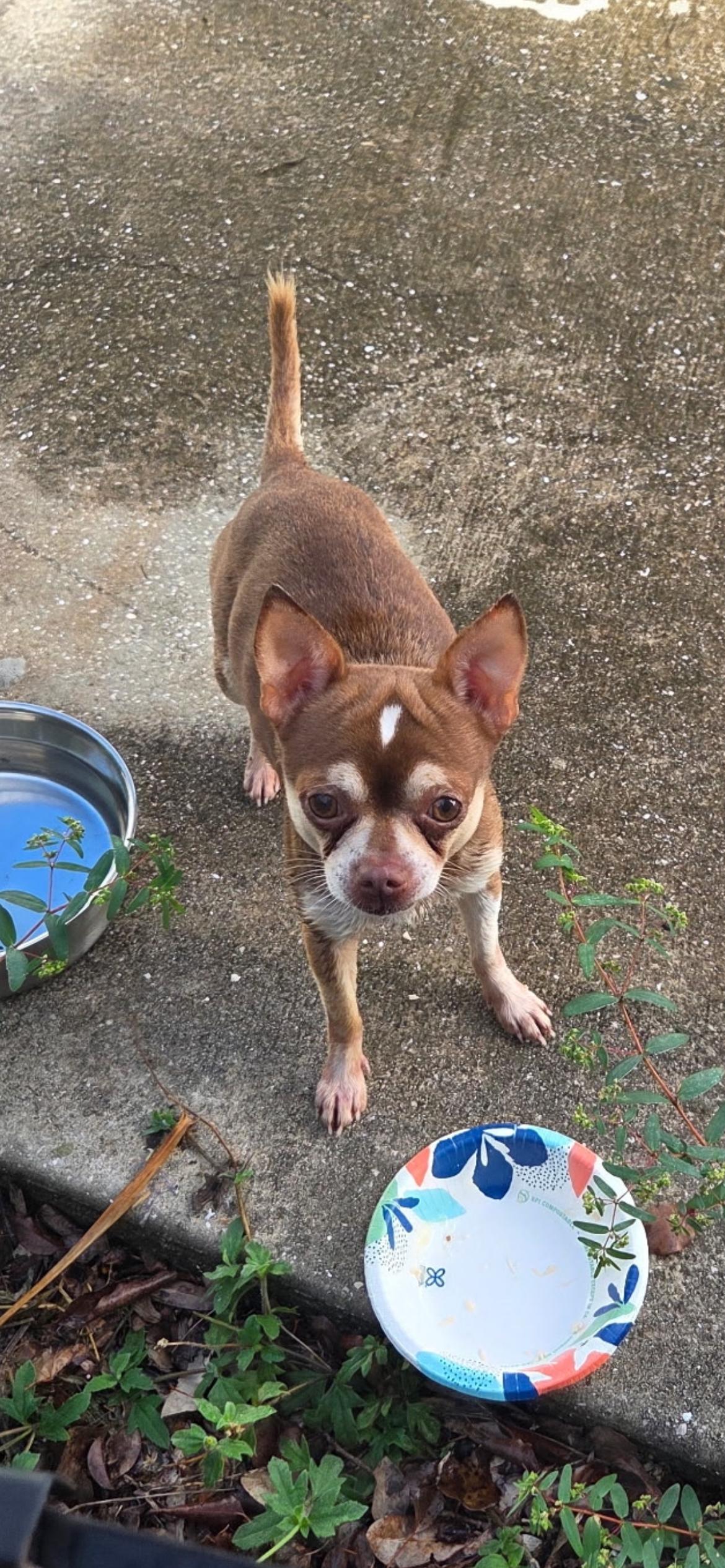 Enlarge Rusty, a Adopted Chihuahua in Haines city, FL image 4/5