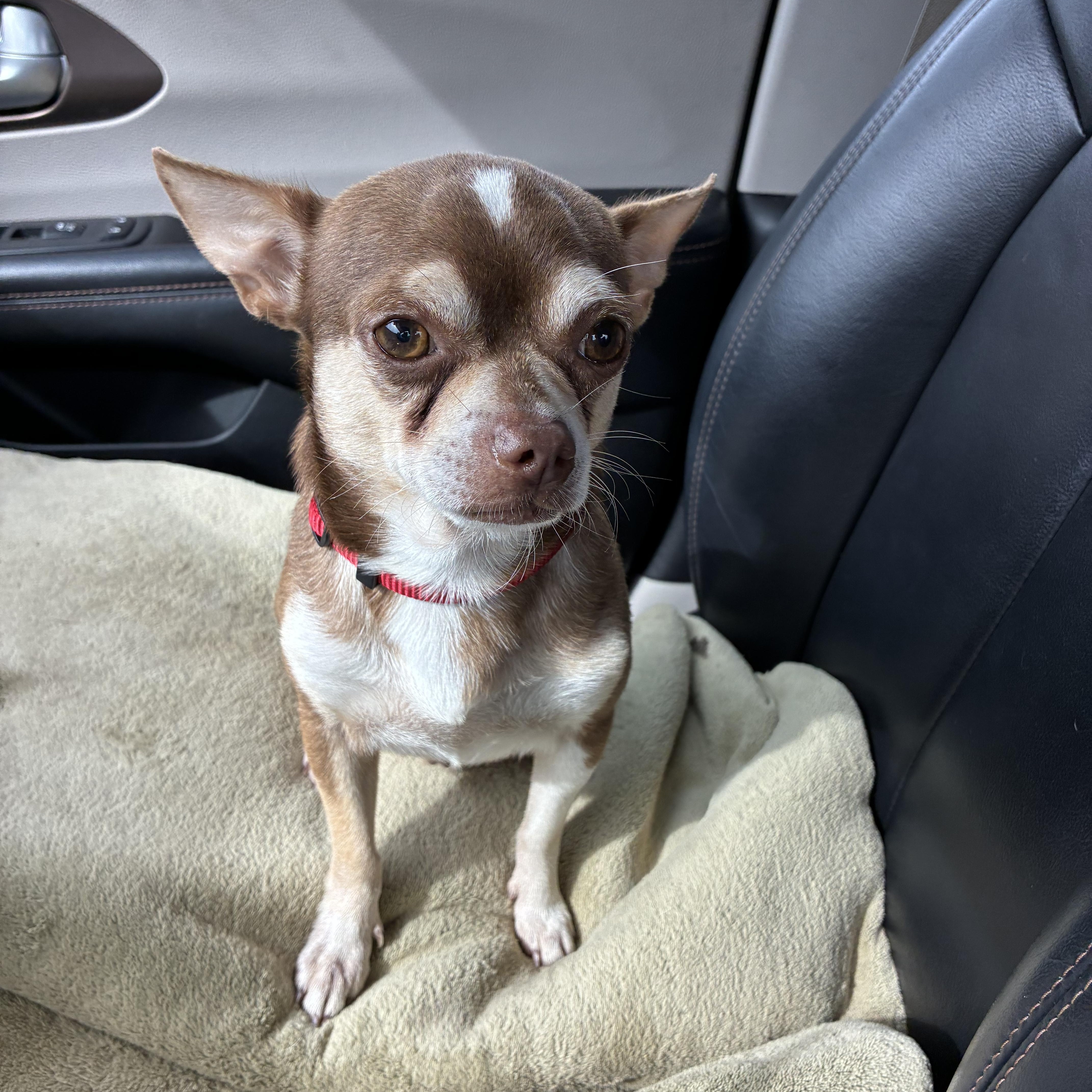 Enlarge Rusty, a Adopted Chihuahua in Haines city, FL image 5/5