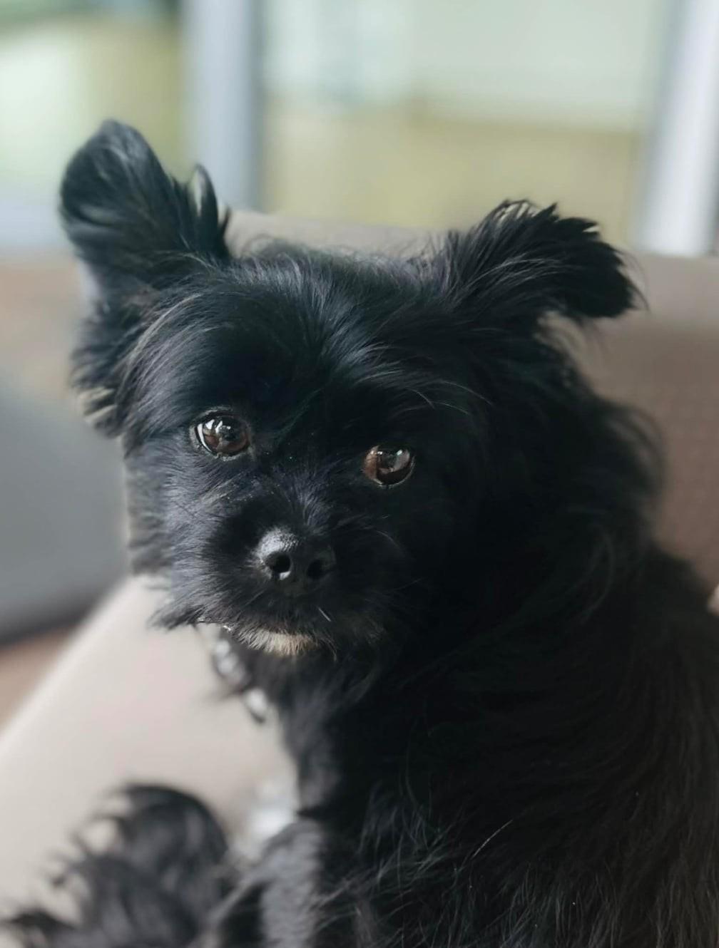Sierra, ADOPTABLE, Adult Female Chinese Crested Dog.