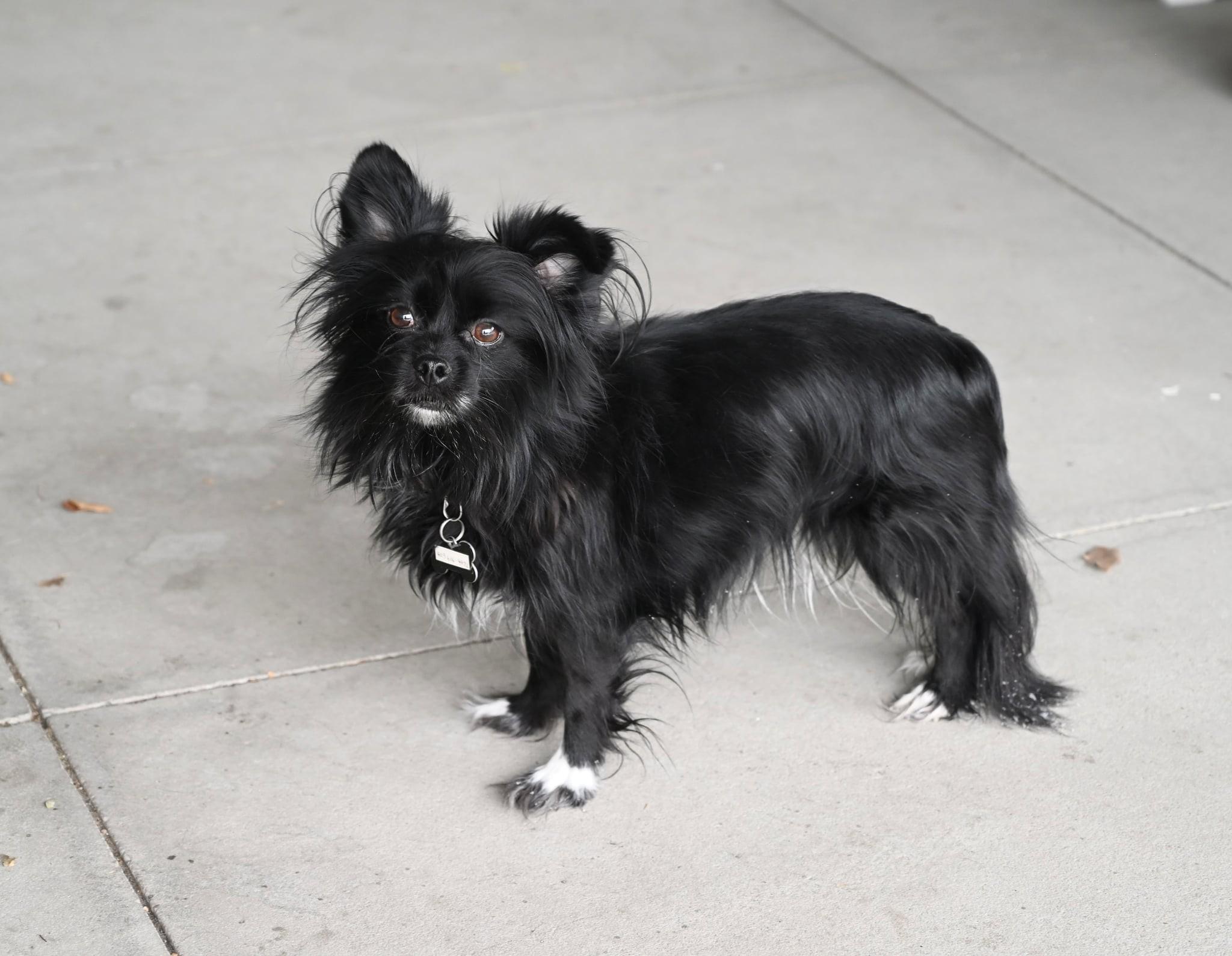 Sierra, a ADOPTABLE mixed breed in Calgary, AB image 2/6