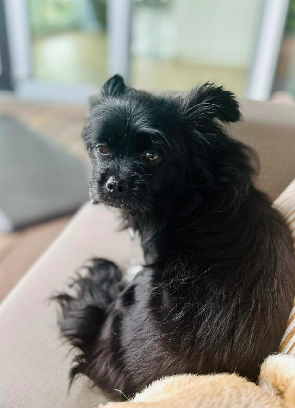 Sierra, a ADOPTABLE mixed breed in Calgary, AB image 3/6