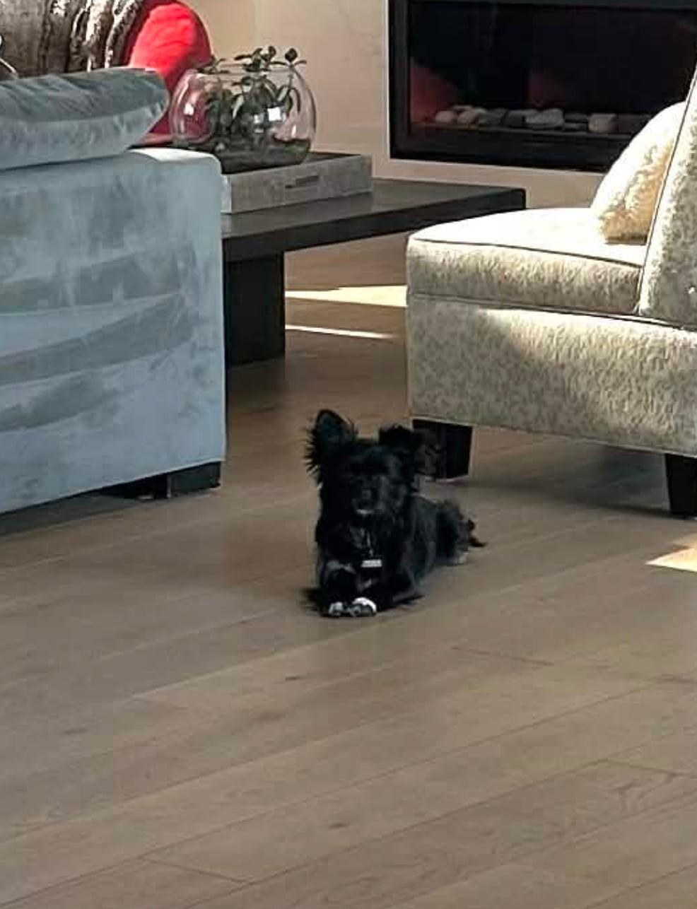 Sierra, a ADOPTABLE mixed breed in Calgary, AB image 4/6