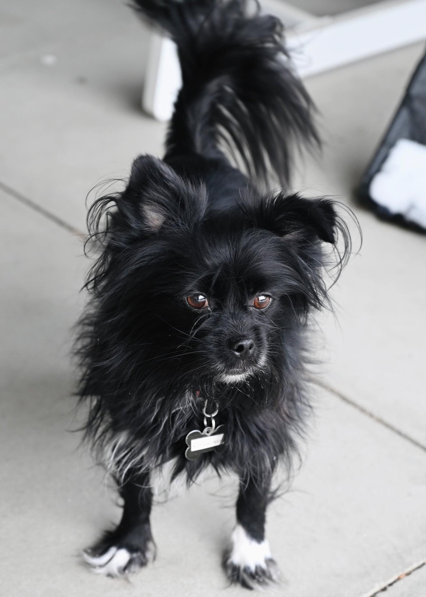 Sierra, a ADOPTABLE mixed breed in Calgary, AB image 5/6