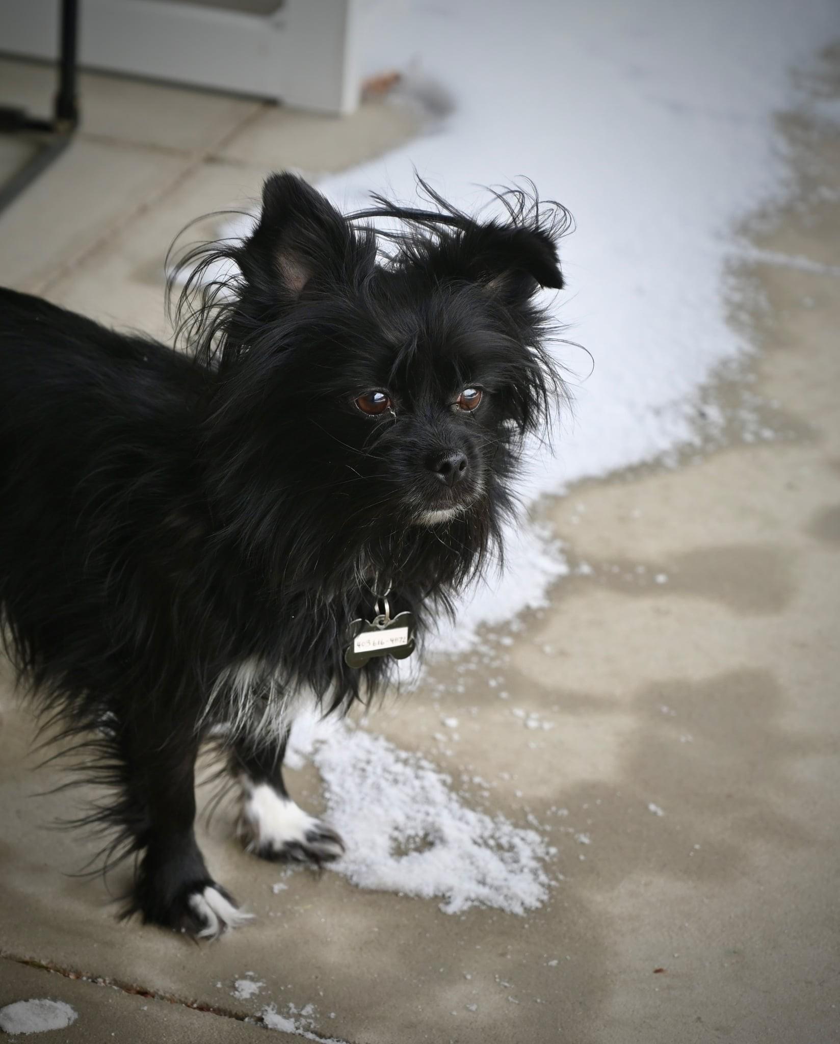 Sierra, a ADOPTABLE mixed breed in Calgary, AB image 6/6