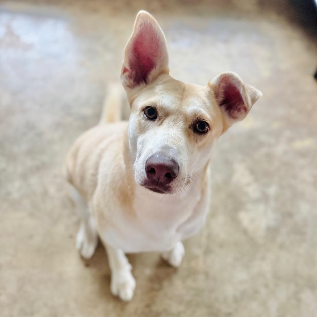 Enlarge Sweet Potato, a Adoptable mixed breed in Brownsboro, AL image 2/6