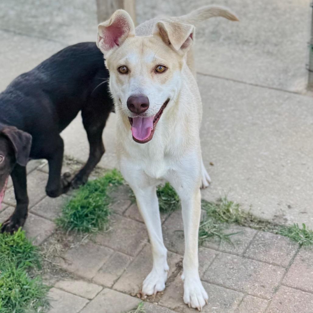 Enlarge Sweet Potato, a Adoptable mixed breed in Brownsboro, AL image 4/6