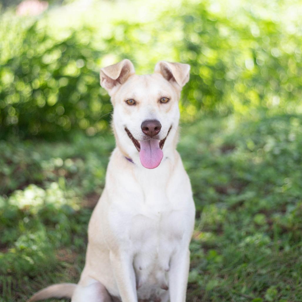 Enlarge Sweet Potato, a Adoptable mixed breed in Brownsboro, AL image 5/6