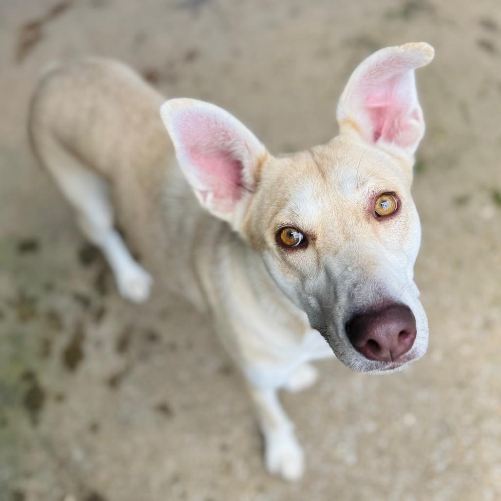 Enlarge Sweet Potato, a Adoptable mixed breed in Brownsboro, AL image 6/6
