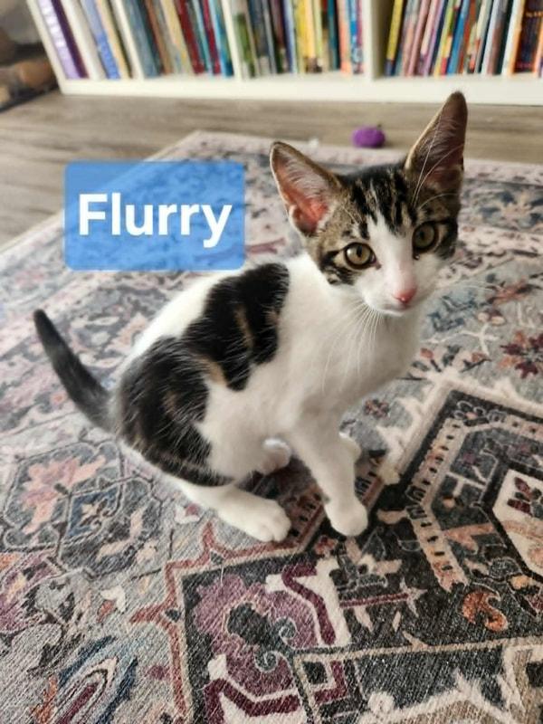 Enlarge Flurry, a ADOPTABLE Domestic Short Hair in Mississauga, ON image 1/1