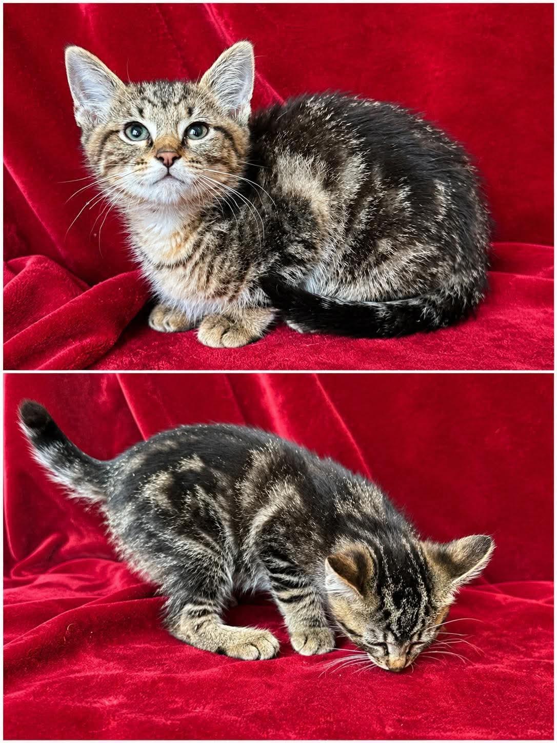 Enlarge Smalls, a ADOPTABLE Domestic Short Hair in Aberdeen, NC image 5/5