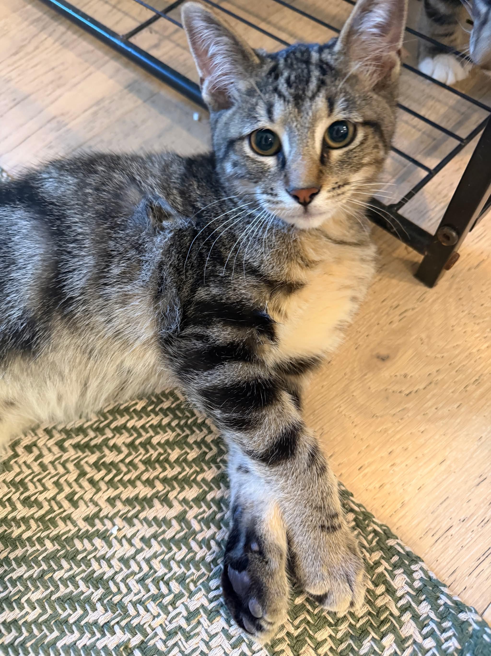 Smalls, ADOPTABLE, Kitten Male Domestic Short Hair.