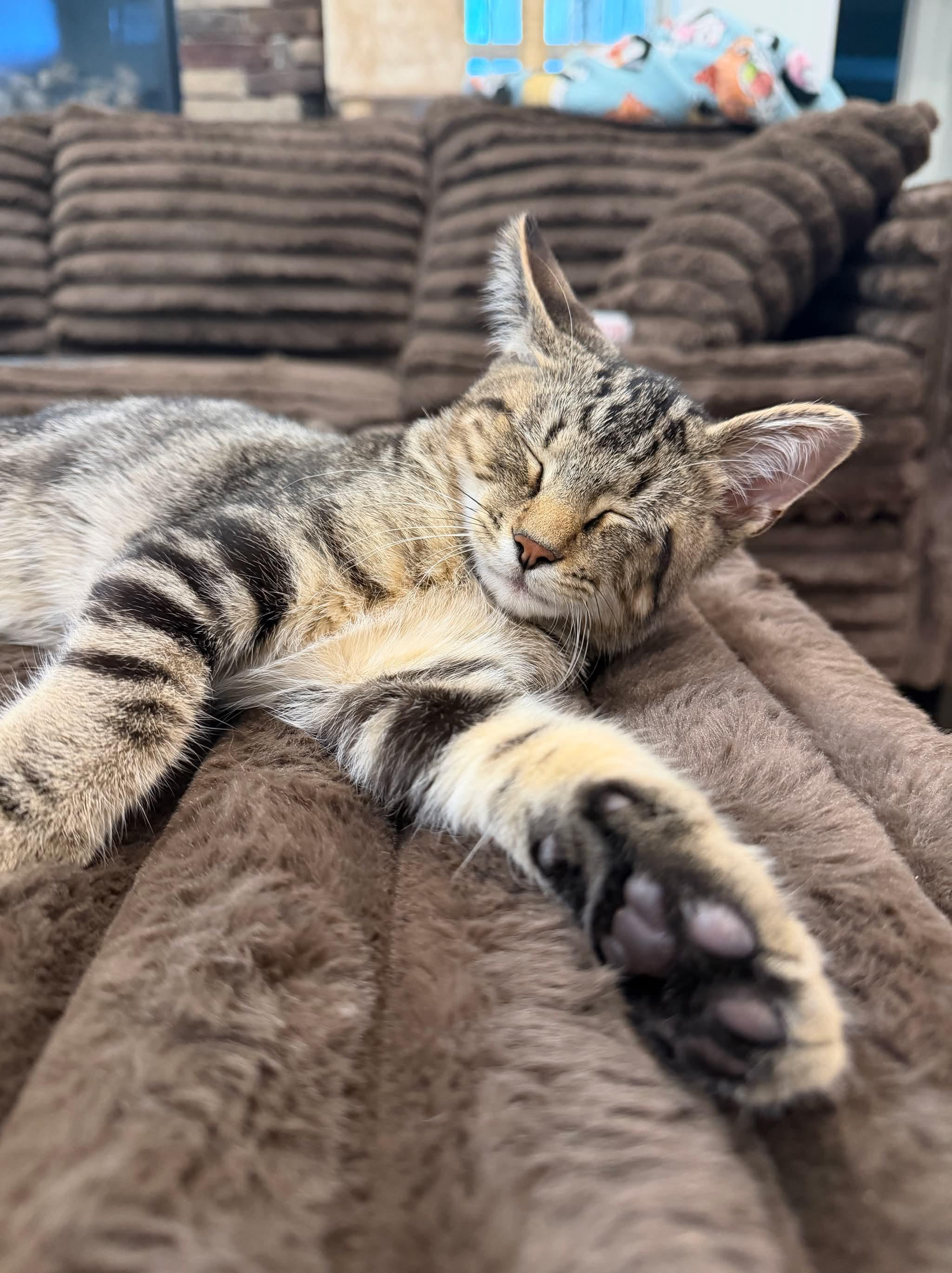 Enlarge Smalls, a ADOPTABLE Domestic Short Hair in Aberdeen, NC image 3/5