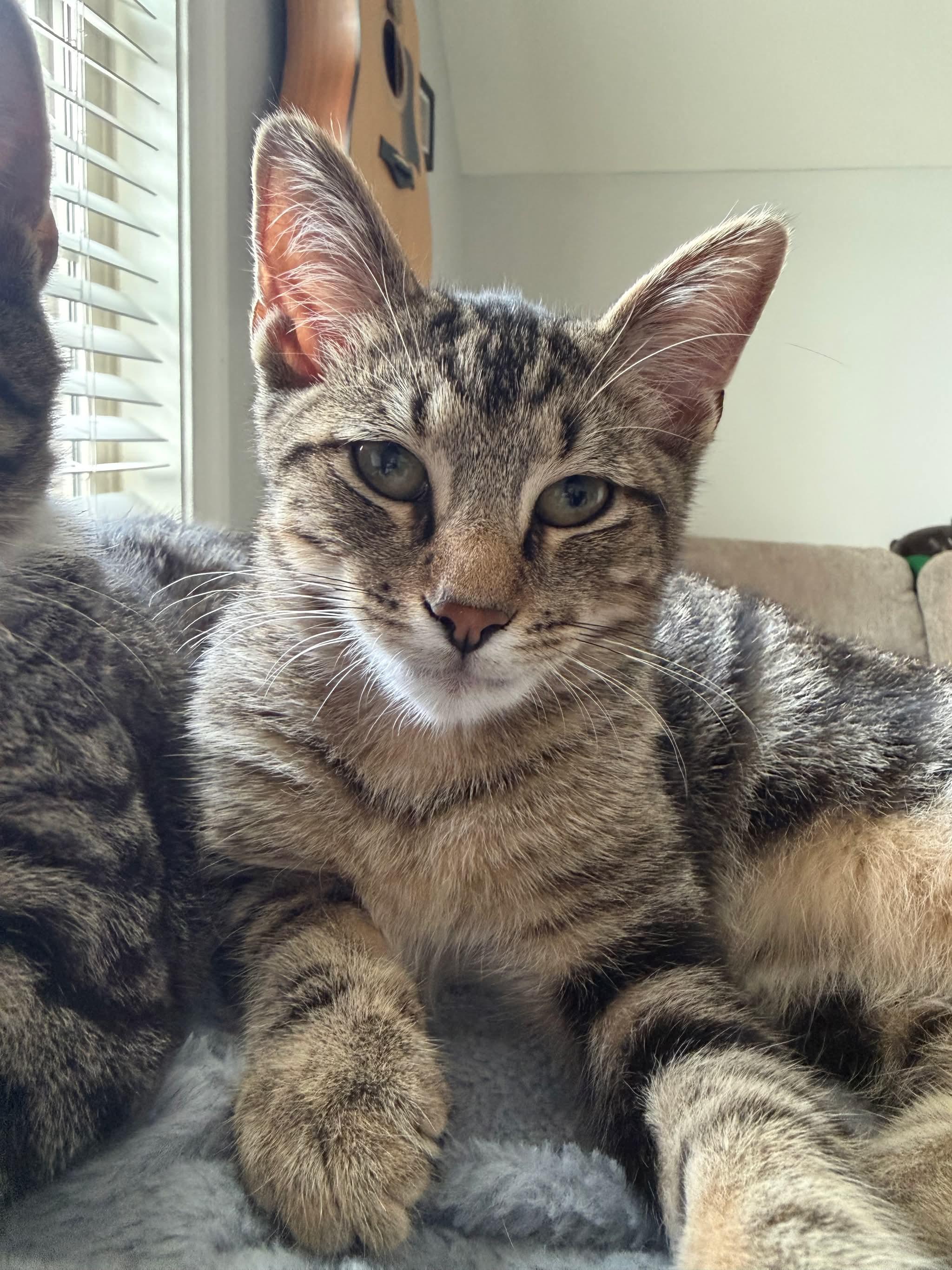 Enlarge Smalls, a ADOPTABLE Domestic Short Hair in Aberdeen, NC image 2/5
